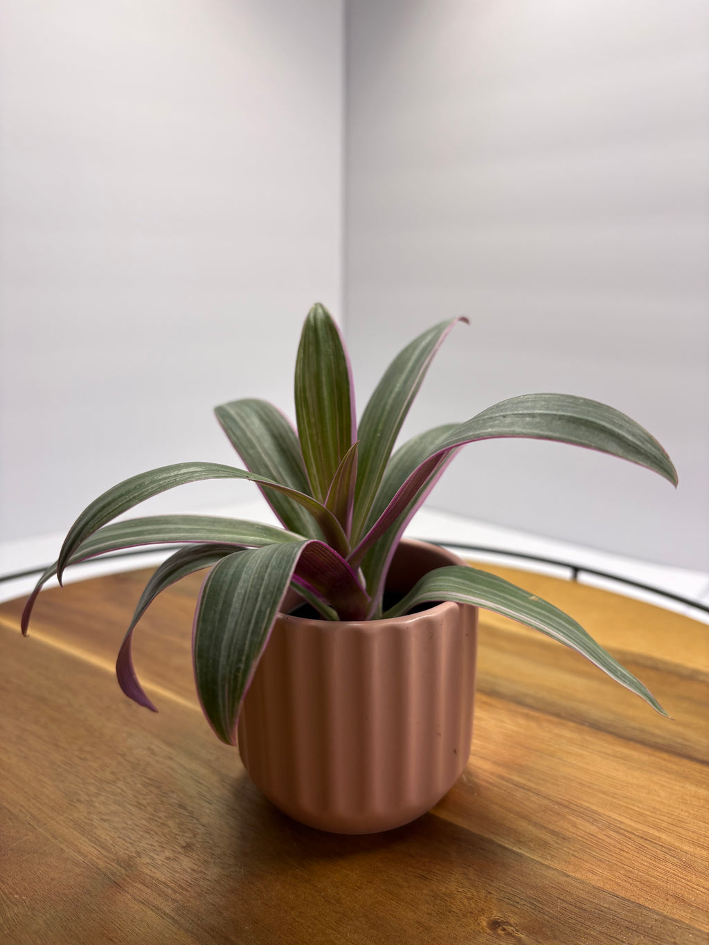 🌿Oyster Plant (Tradescantia spathacea)🌿