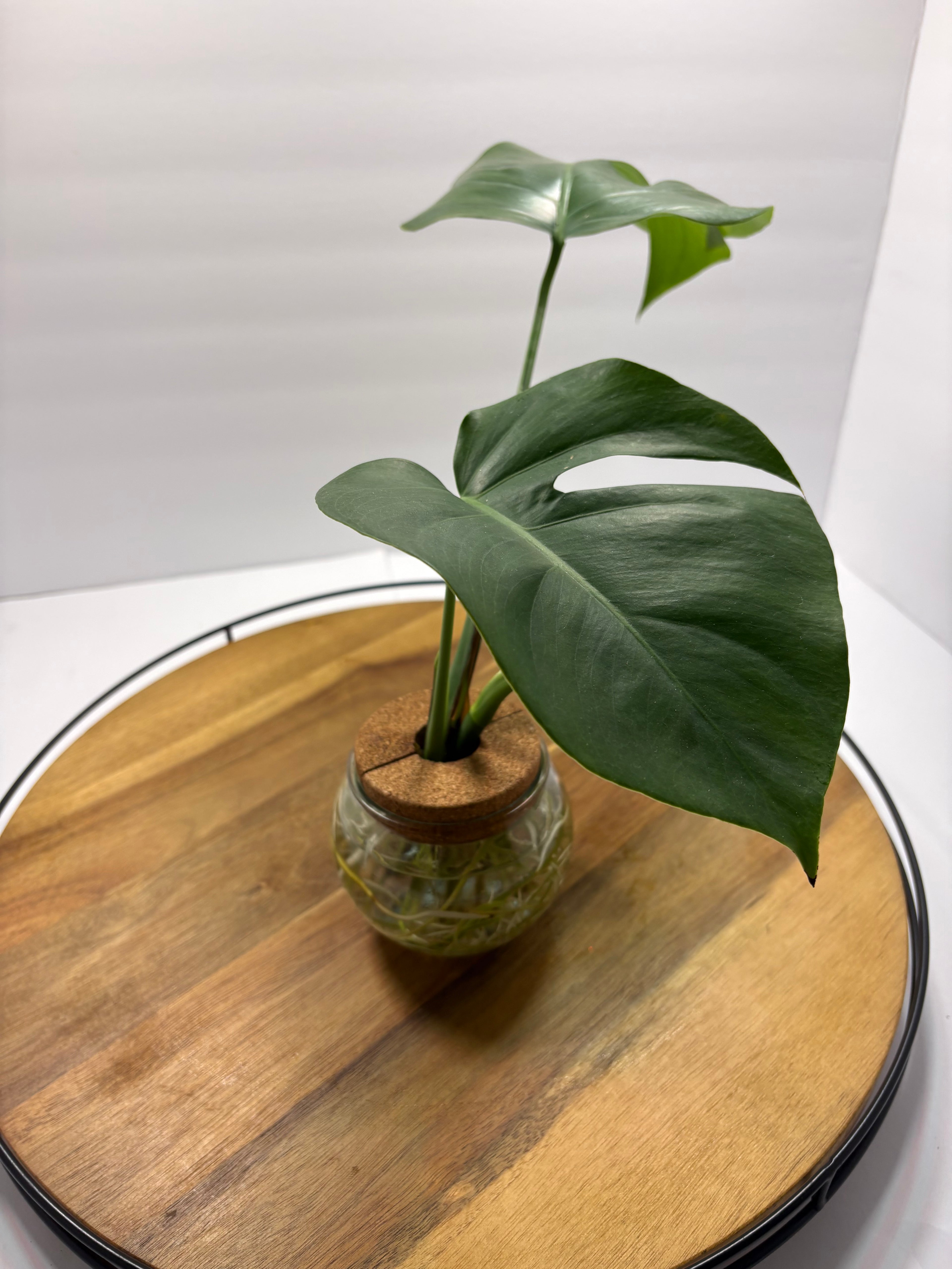 🌿Monstera Deliciosa Albo 'reverted' in Water Globe🌿
