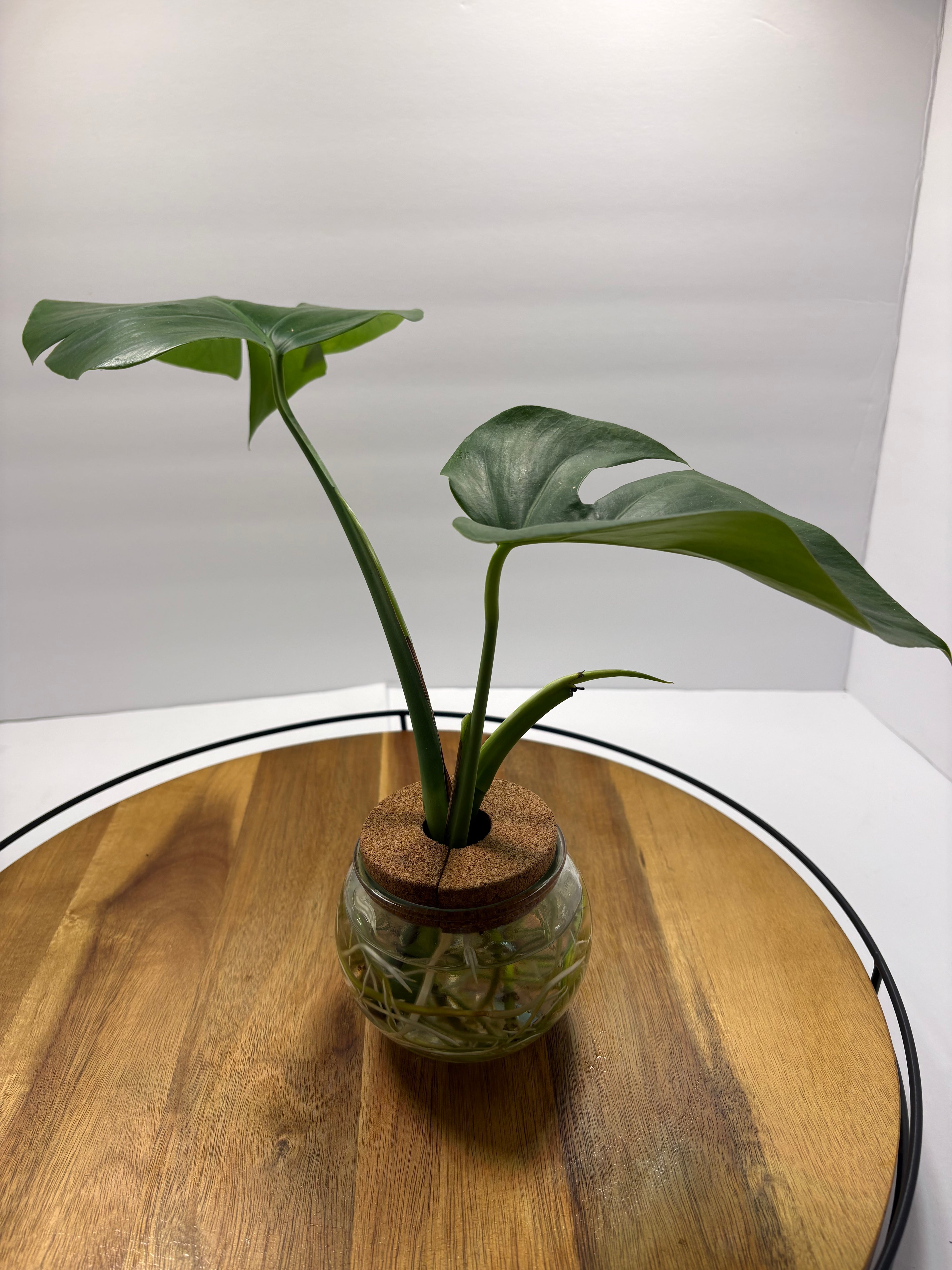 🌿Monstera Deliciosa Albo 'reverted' in Water Globe🌿