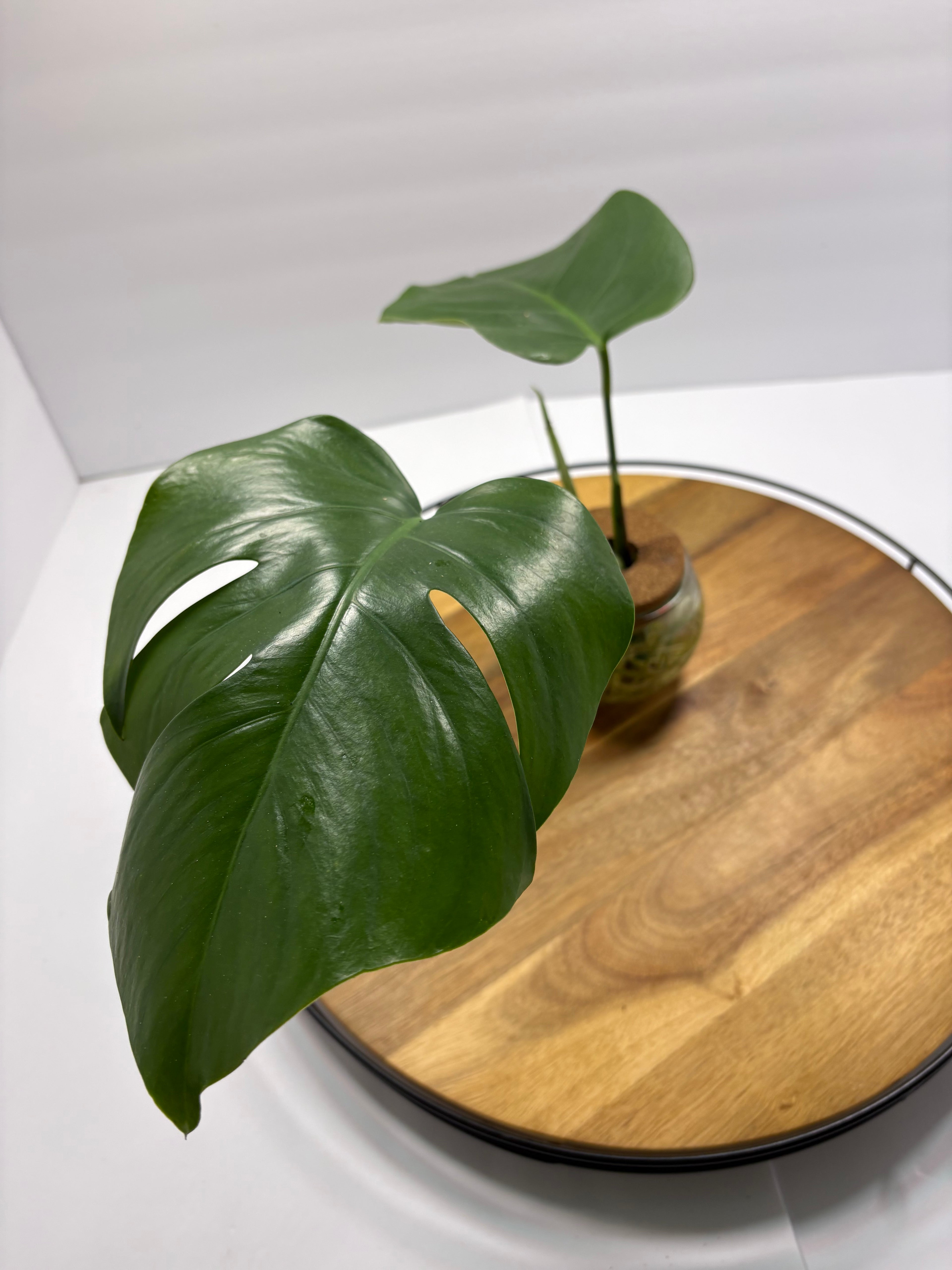 🌿Monstera Deliciosa Albo 'reverted' in Water Globe🌿