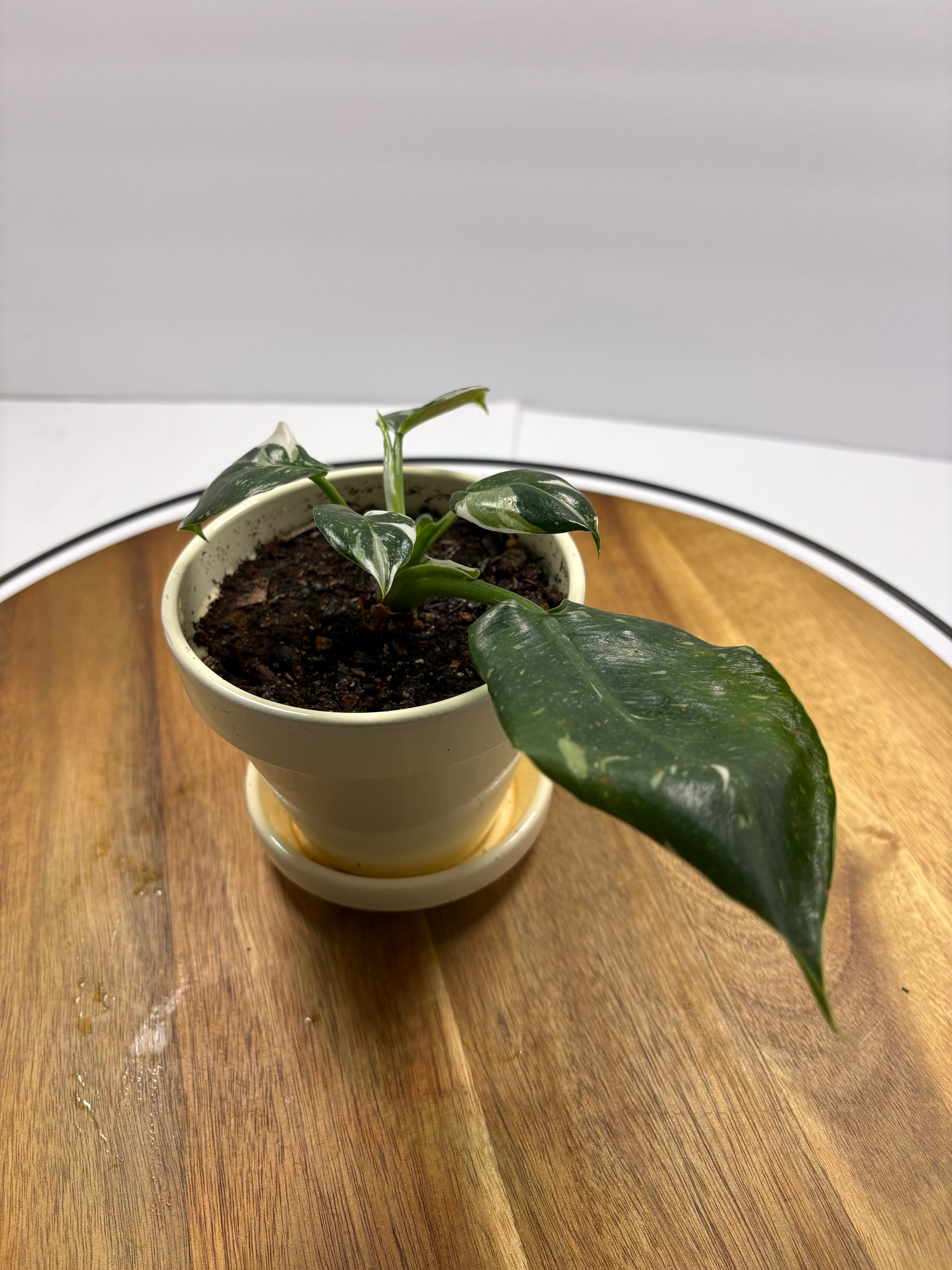 🌿Philodendron 'White Wizard' 4in Pot🌿