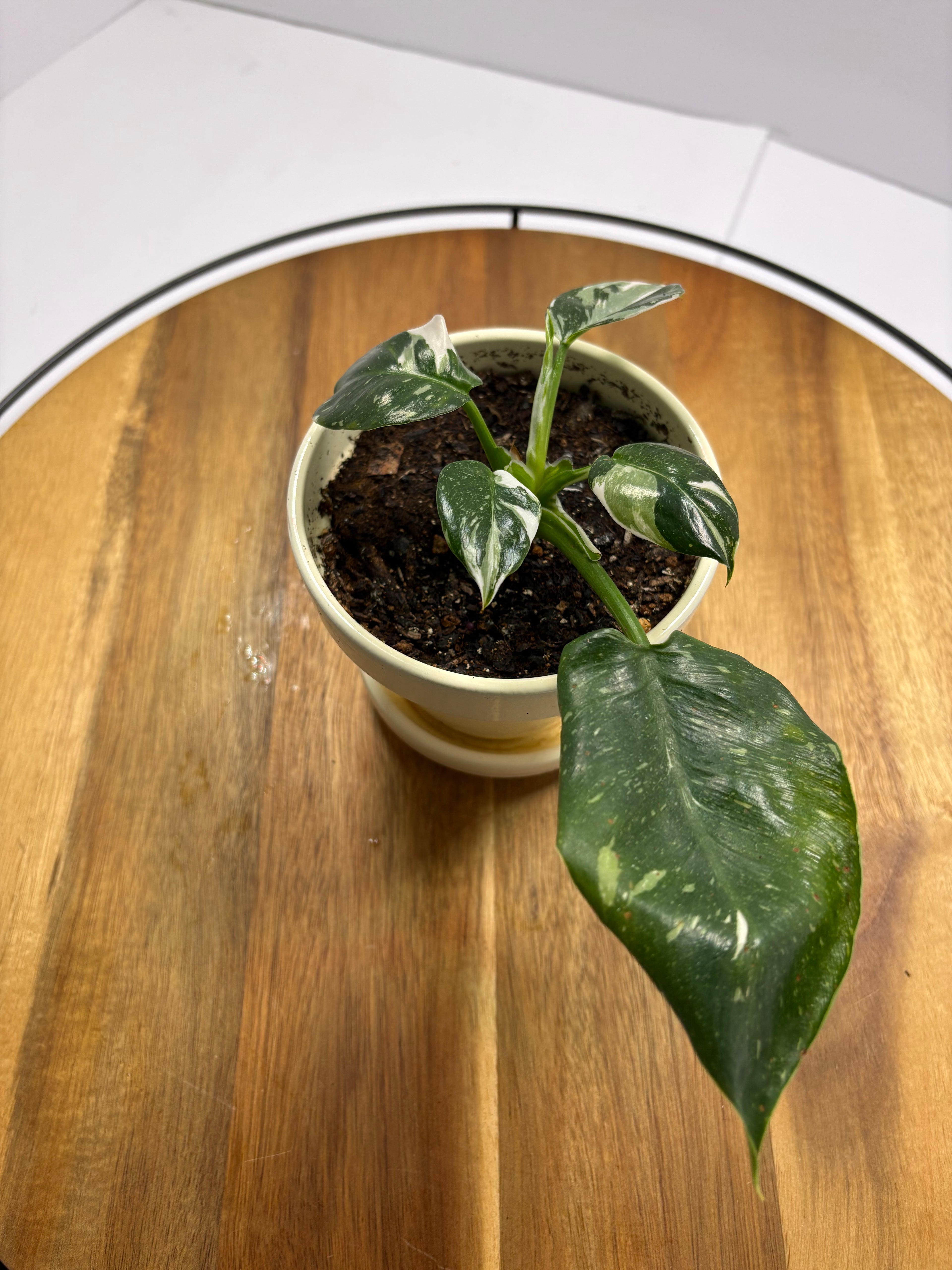 🌿Philodendron 'White Wizard' 4in Pot🌿