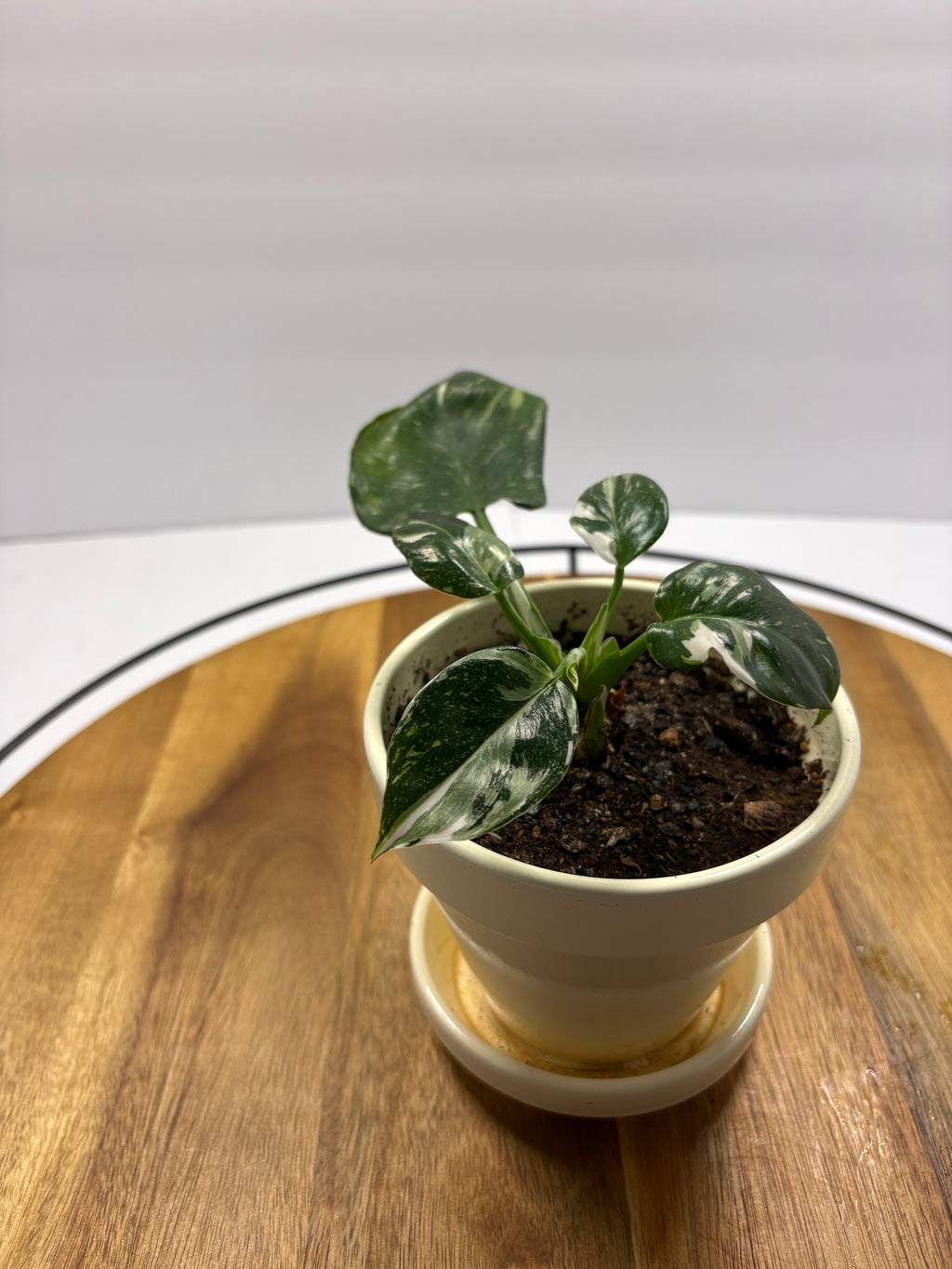 🌿Philodendron 'White Wizard' 4in Pot🌿