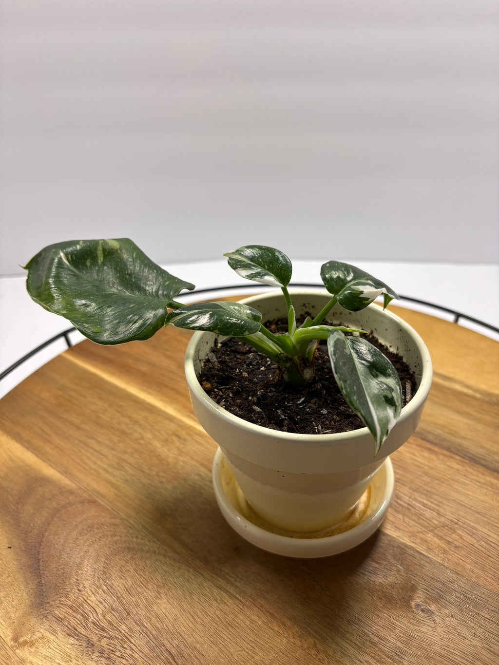 🌿Philodendron 'White Wizard' 4in Pot🌿