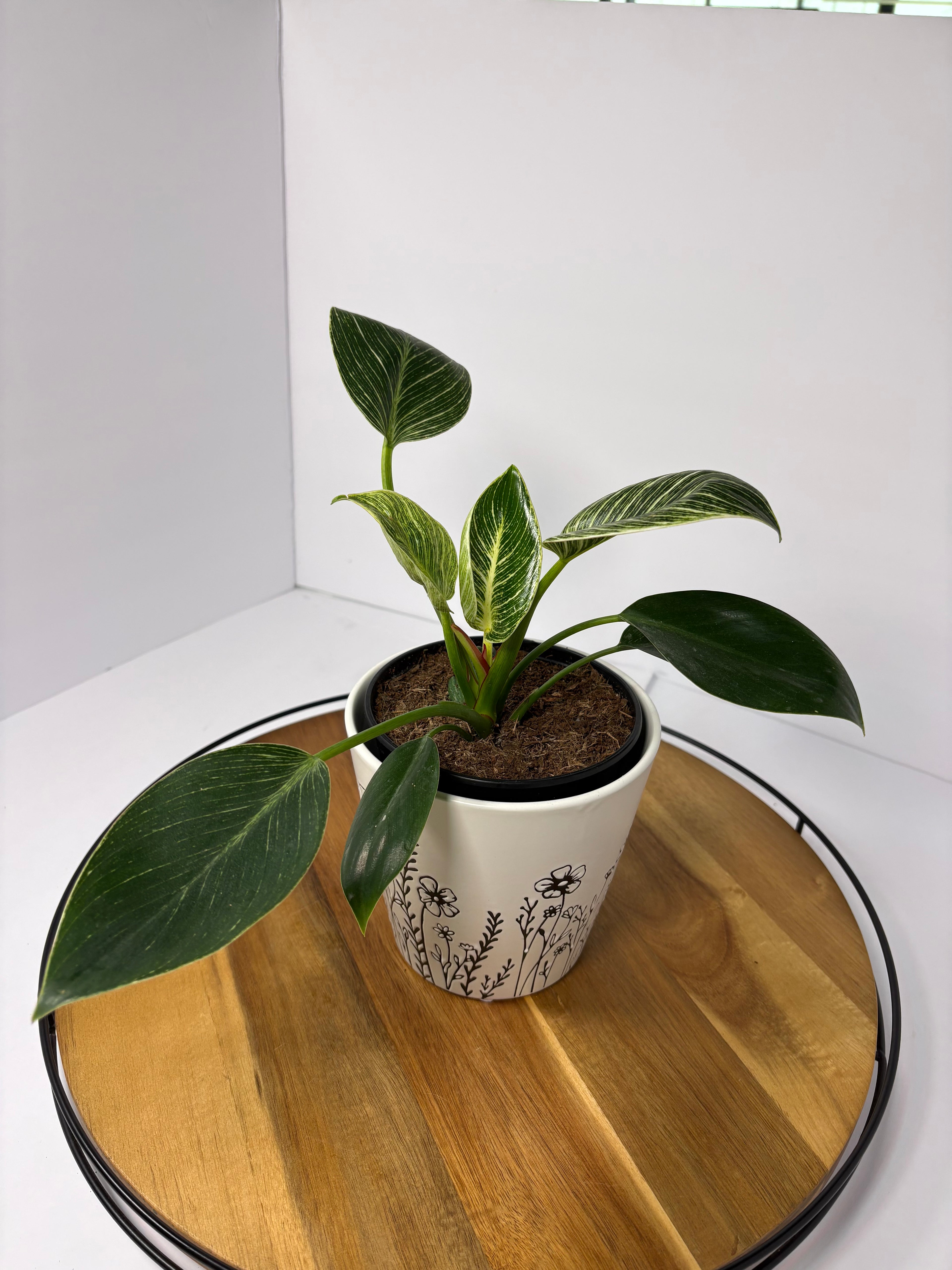 🌿Philodendron 'Birkin' in Ceramic Pot🌿