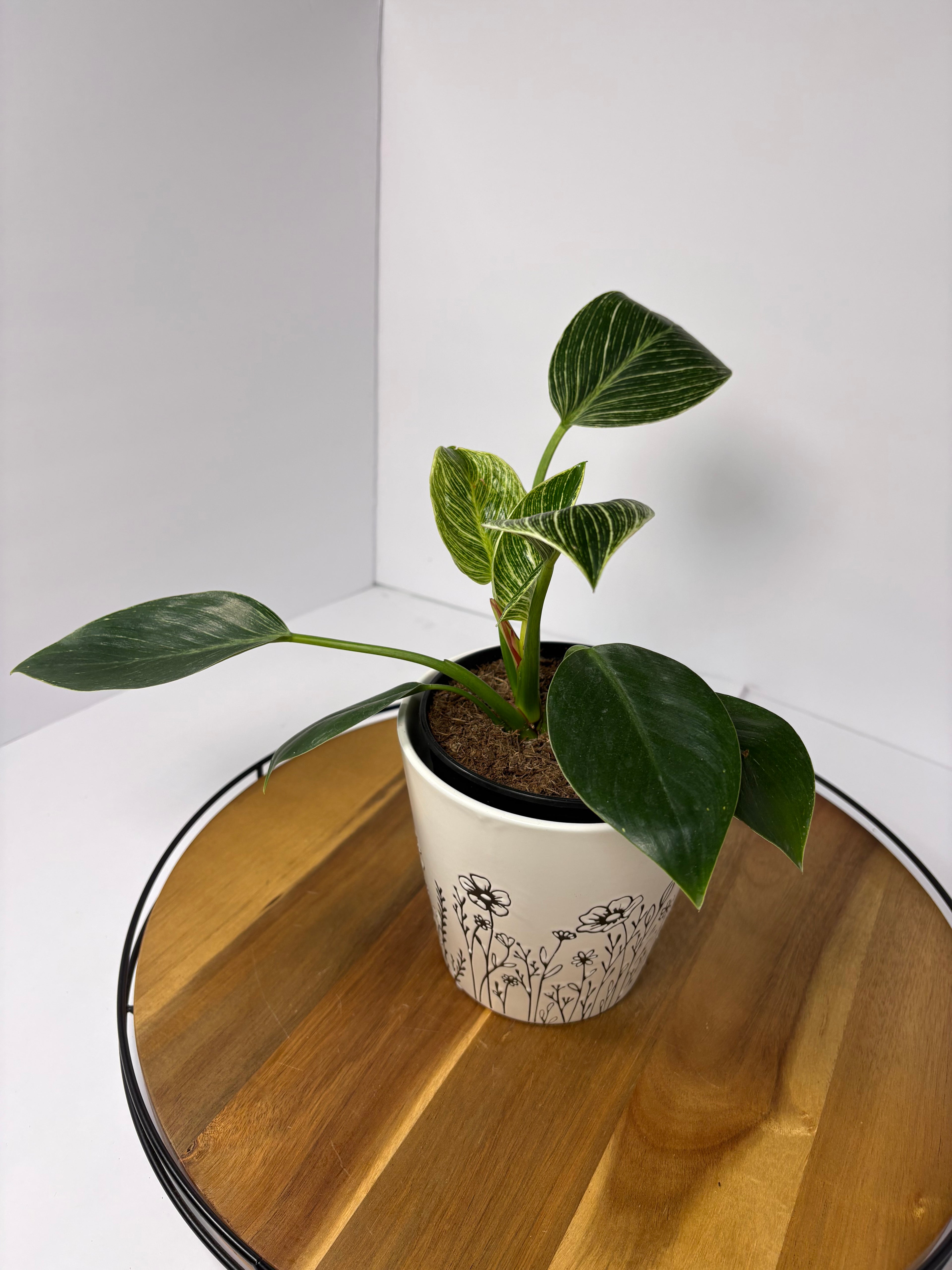 🌿Philodendron 'Birkin' in Ceramic Pot🌿