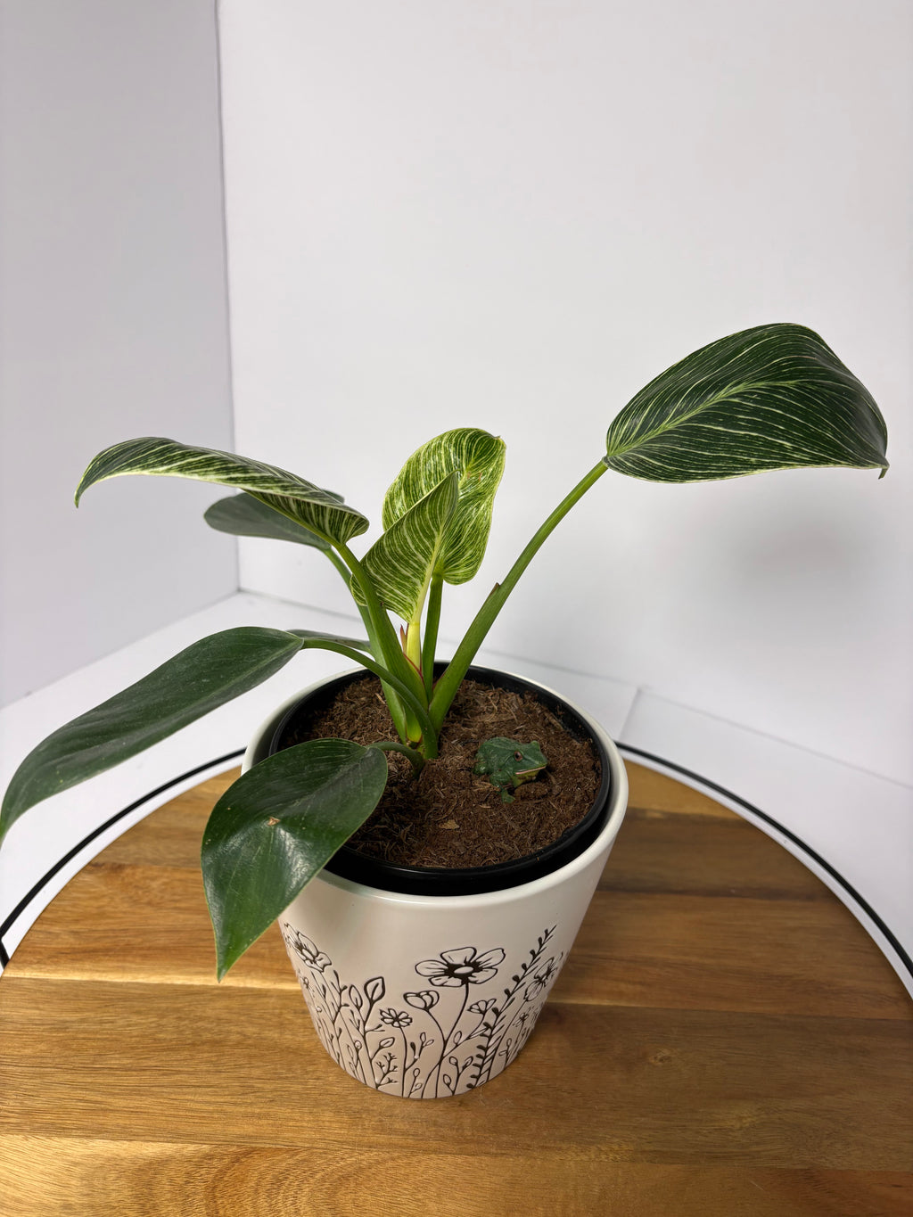 🌿Philodendron 'Birkin' in Ceramic Pot🌿