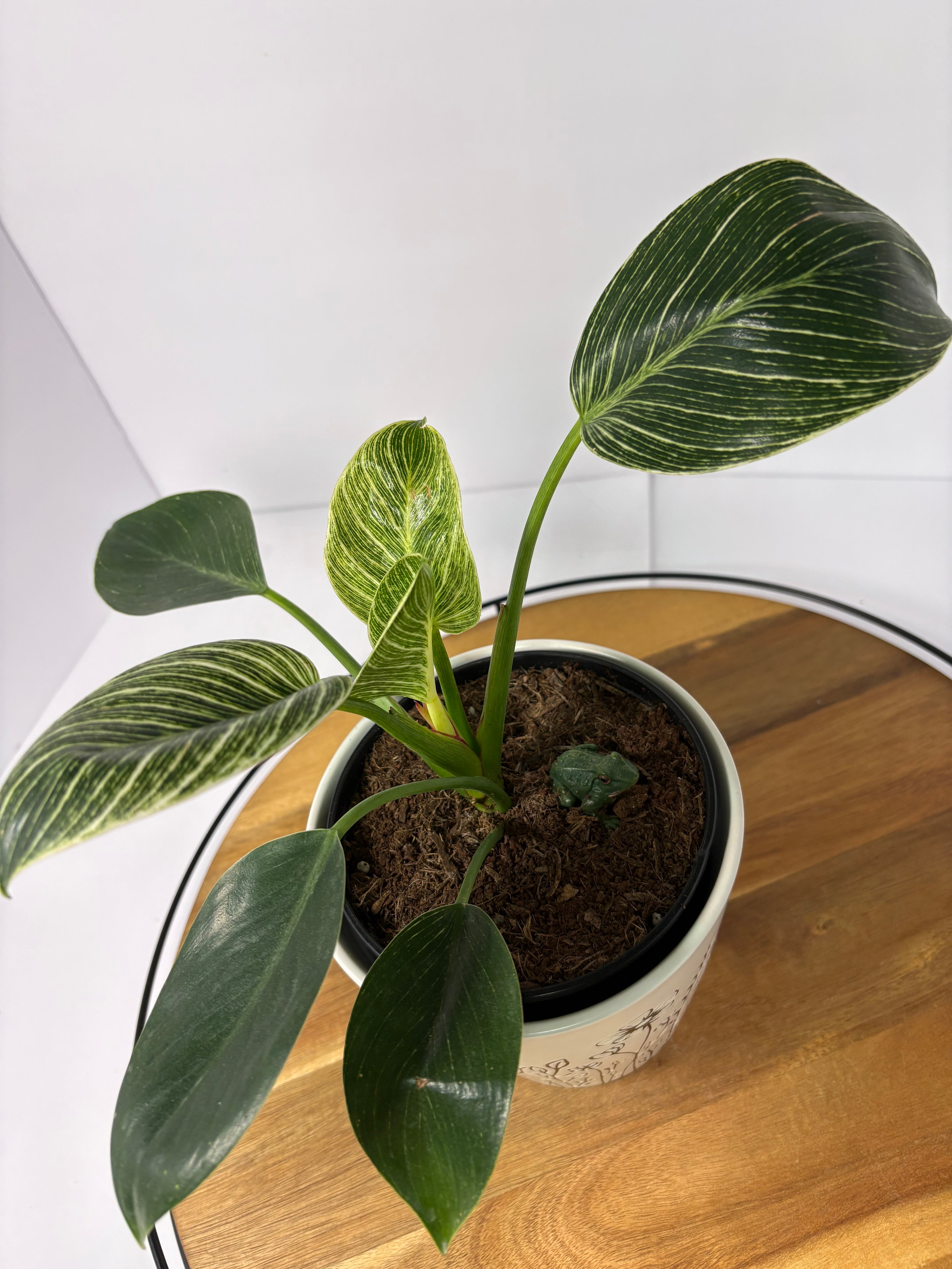 🌿Philodendron 'Birkin' in Ceramic Pot🌿