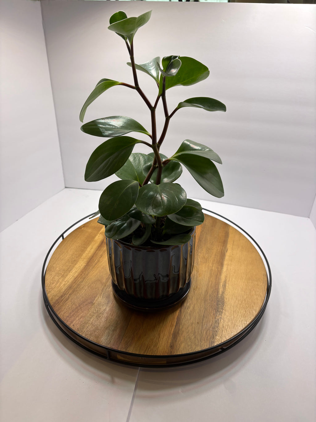 🌿'Baby Rubber Plant' Peperomia obtusifolia in Ceramic Pot🌿