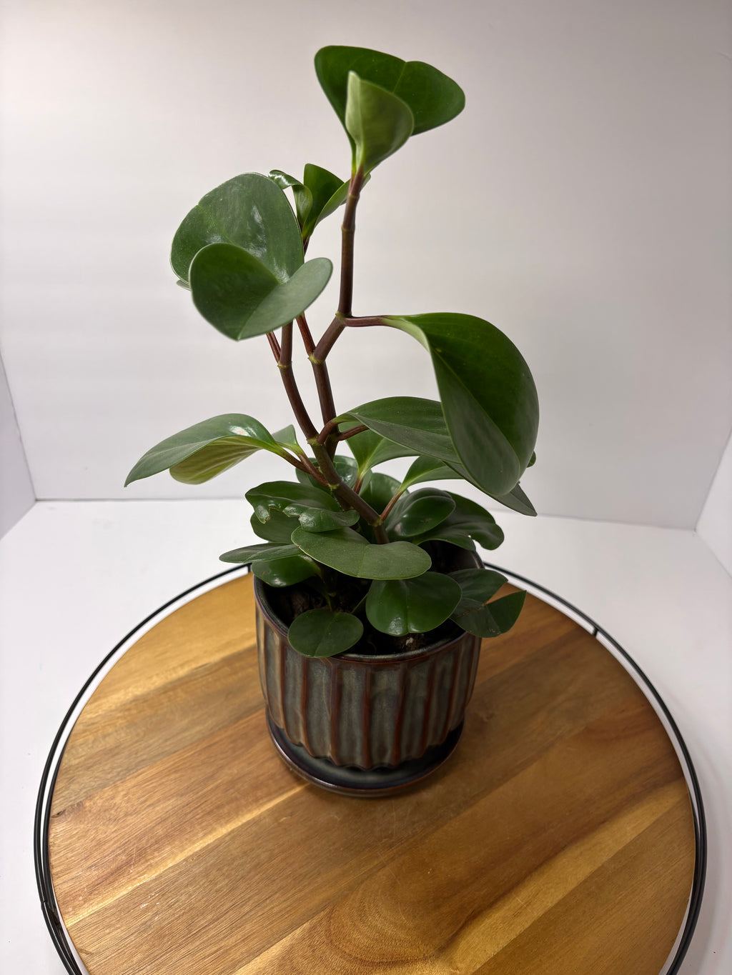 🌿'Baby Rubber Plant' Peperomia obtusifolia in Ceramic Pot🌿