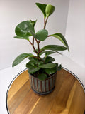 🌿'Baby Rubber Plant' Peperomia obtusifolia in Ceramic Pot🌿