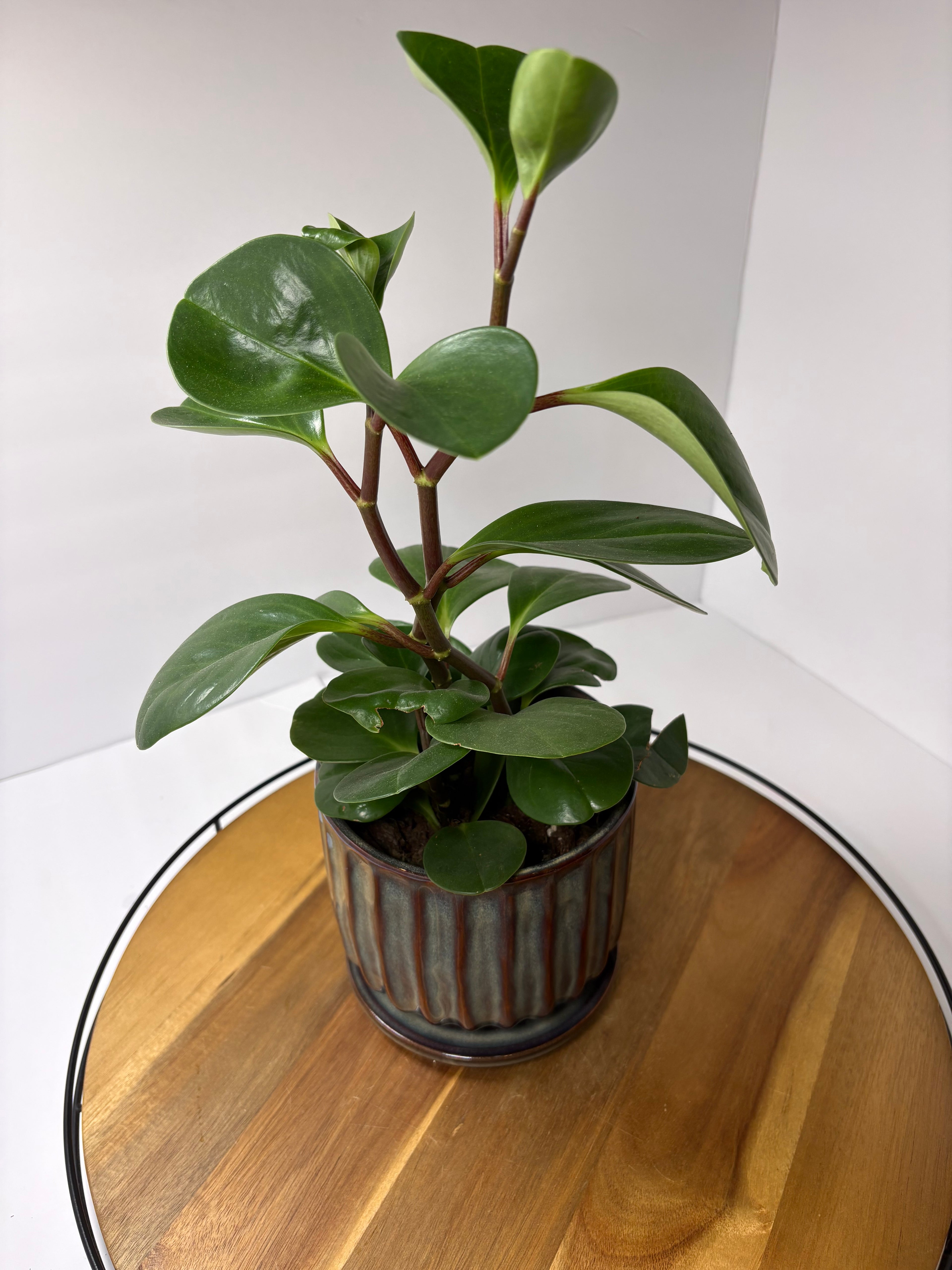 🌿'Baby Rubber Plant' Peperomia obtusifolia in Ceramic Pot🌿