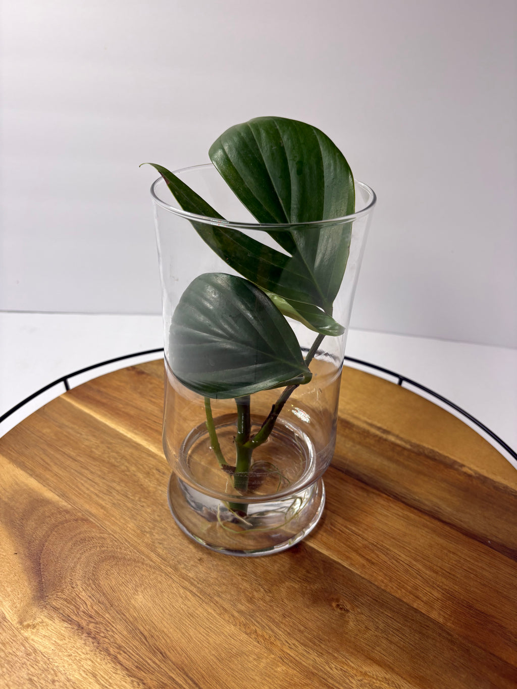 🌿Philodendron 'Dragon Tail' Propagation in Glass Vase🌿