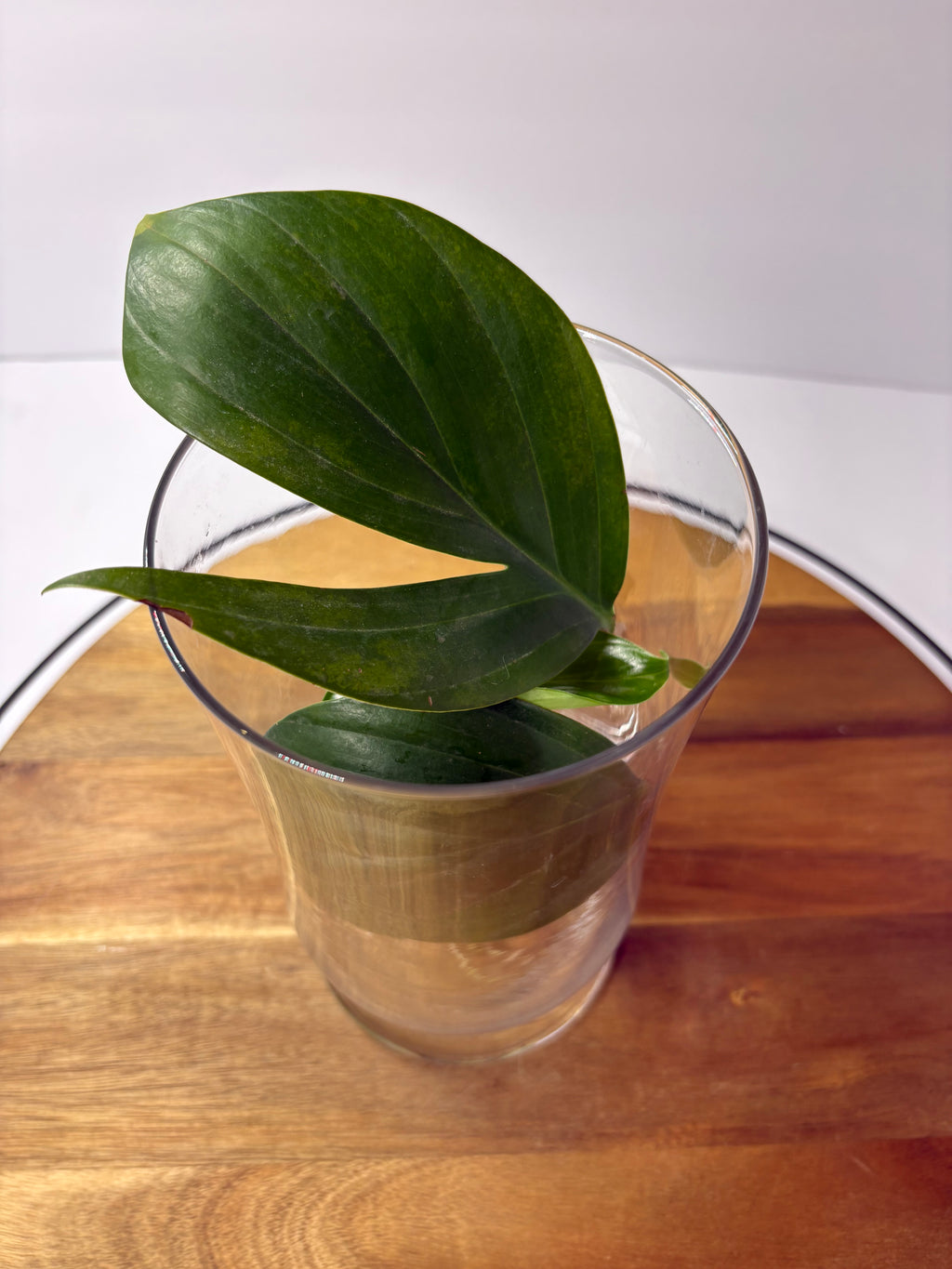🌿Philodendron 'Dragon Tail' Propagation in Glass Vase🌿