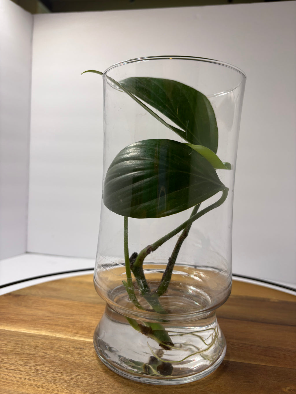 🌿Philodendron 'Dragon Tail' Propagation in Glass Vase🌿