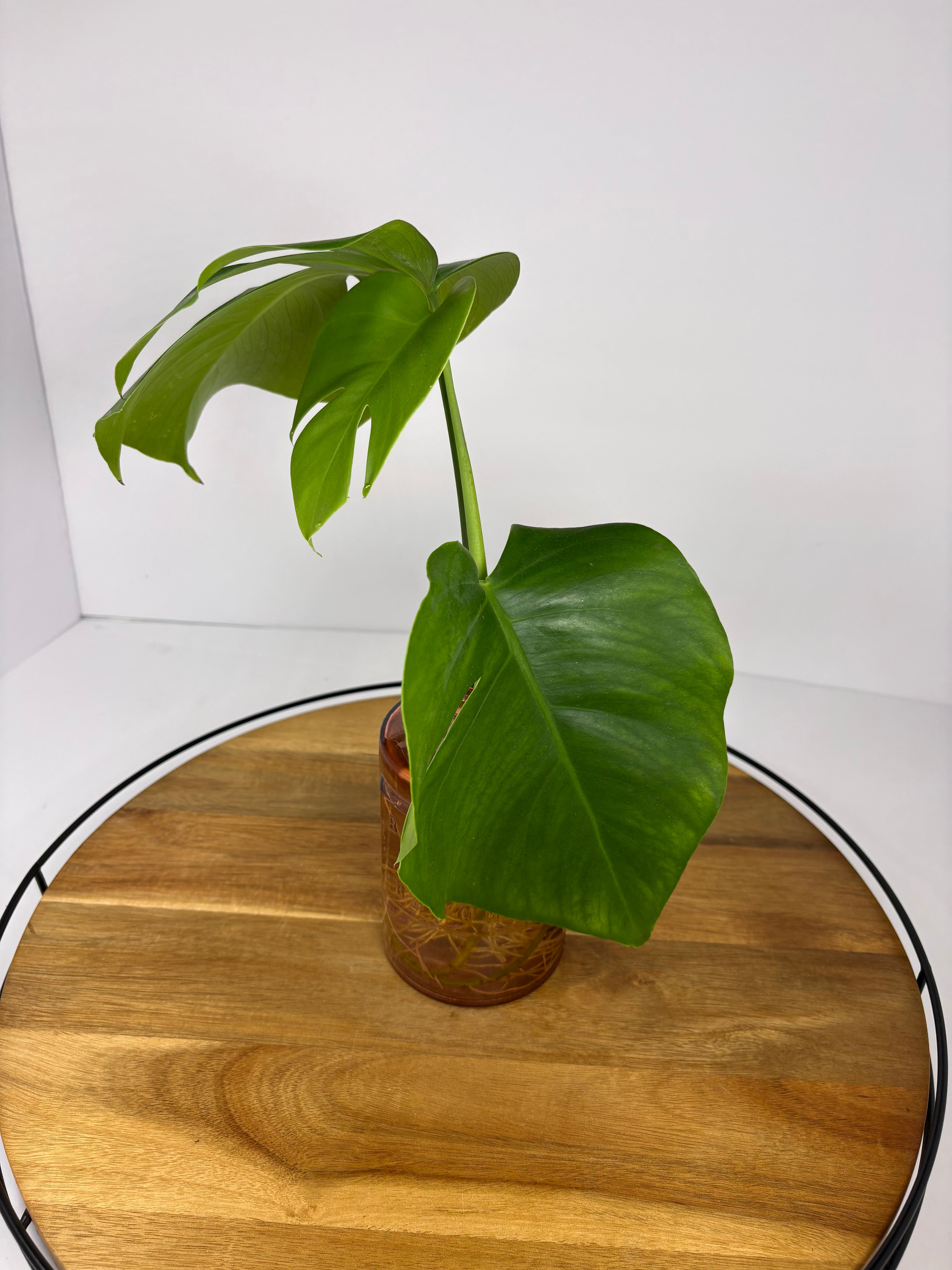 🌿Monstera Deliciosa in Pink Glass🌿