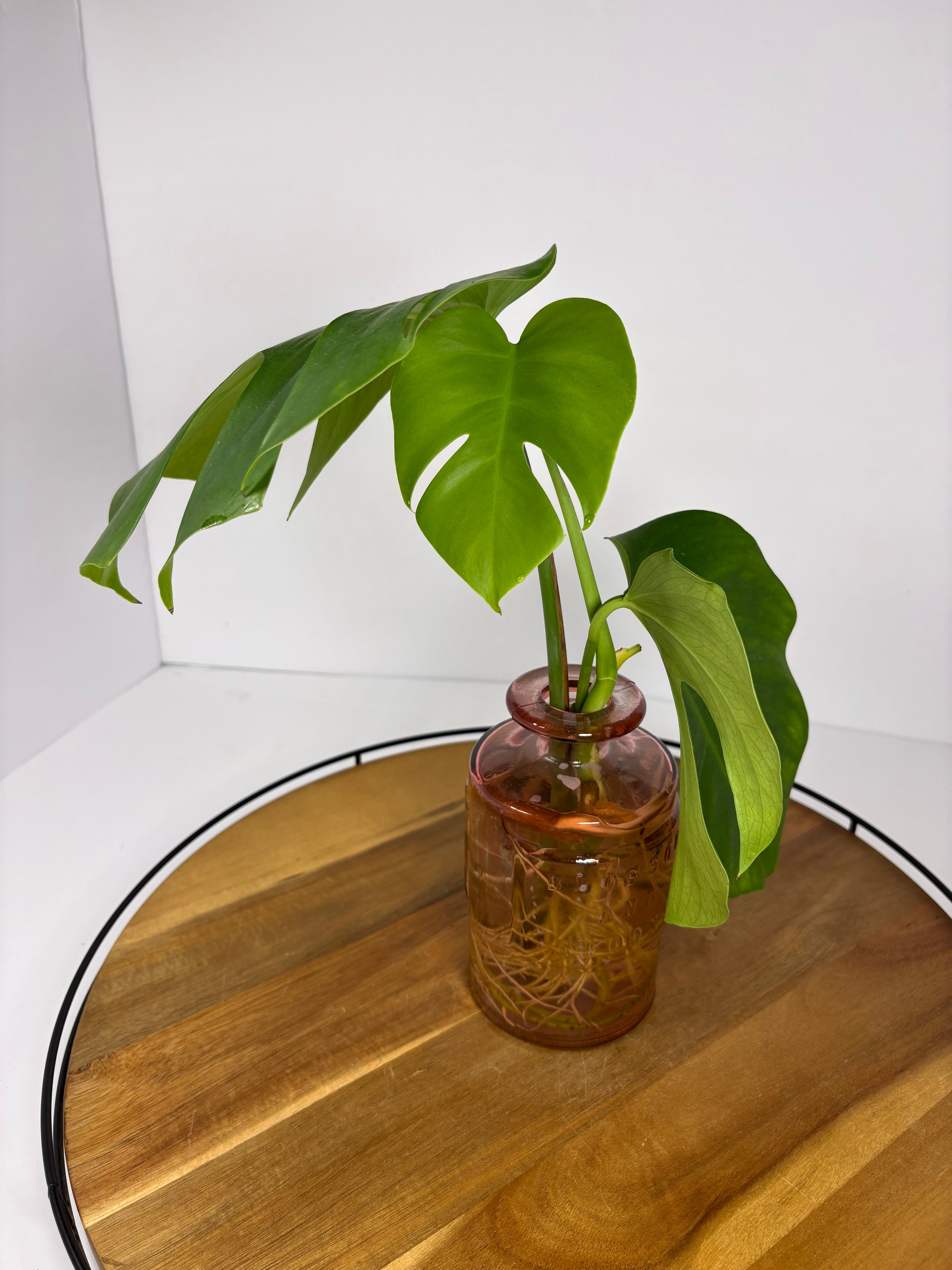 🌿Monstera Deliciosa in Pink Glass🌿