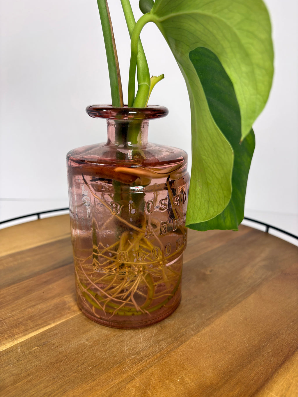🌿Monstera Deliciosa in Pink Glass🌿