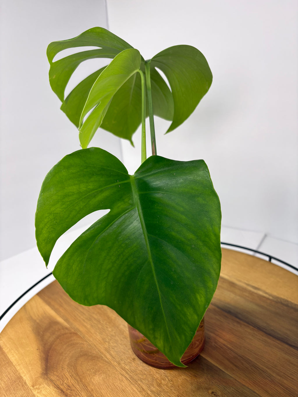 🌿Monstera Deliciosa in Pink Glass🌿