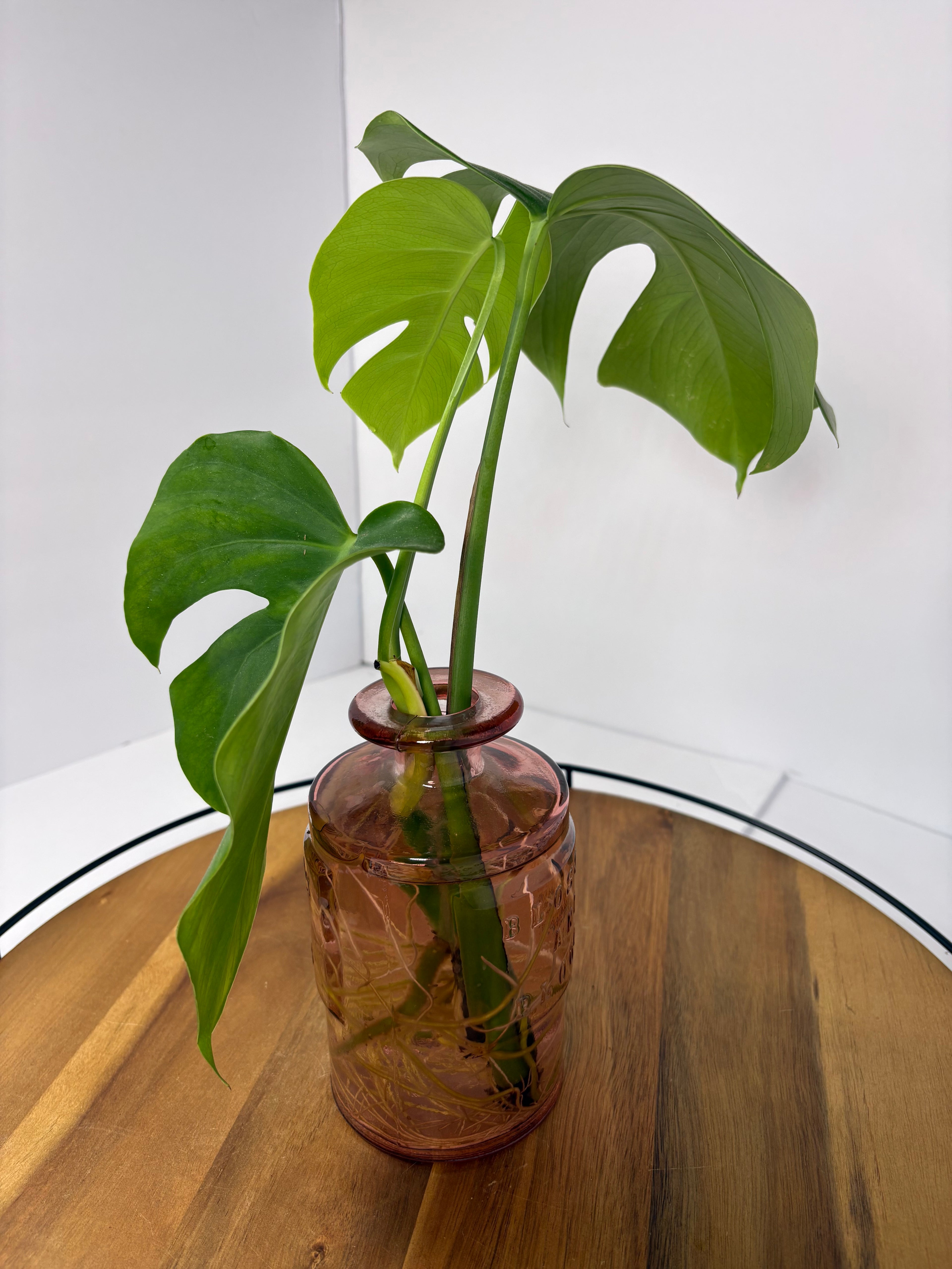 🌿Monstera Deliciosa in Pink Glass🌿