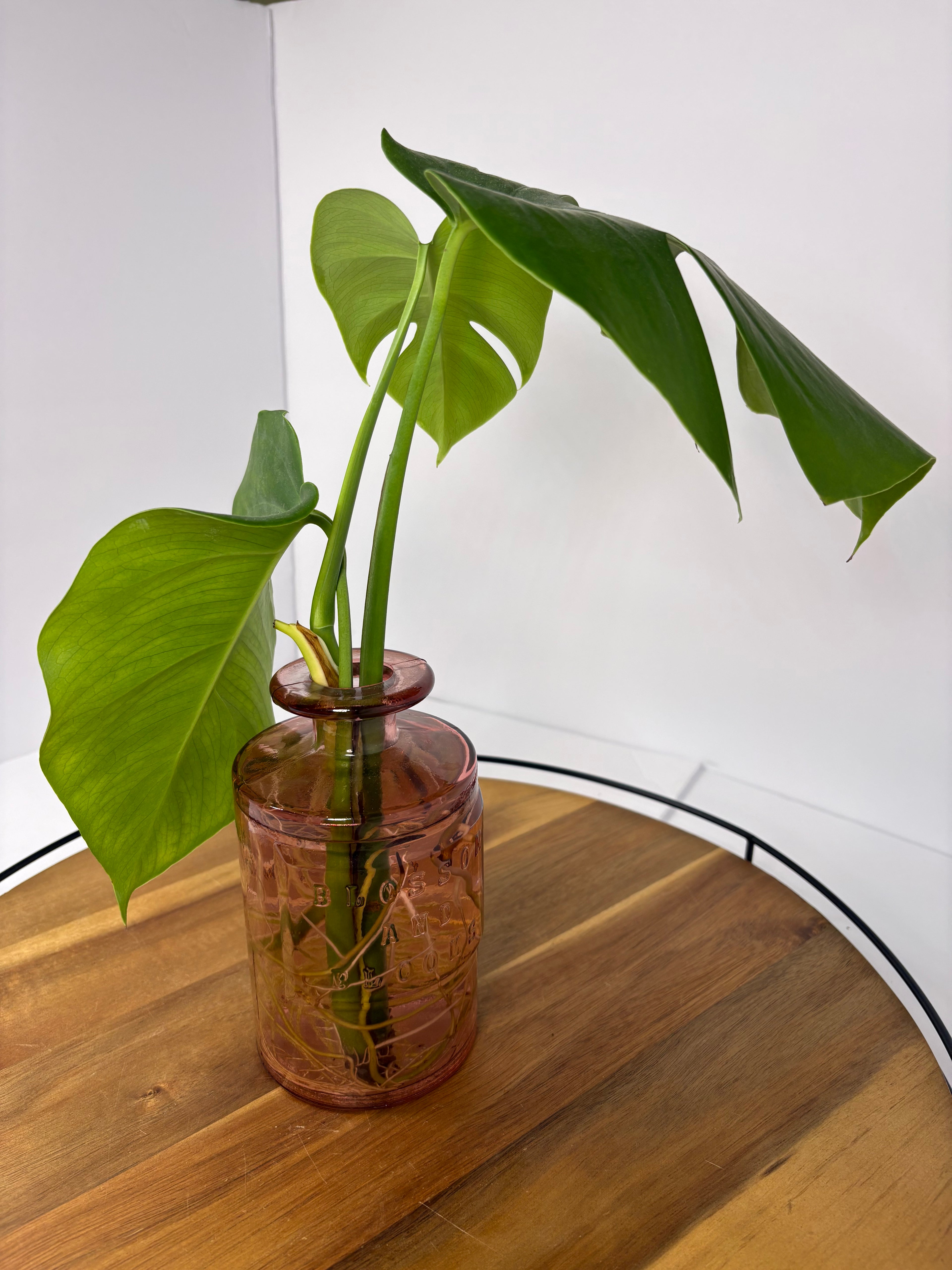 🌿Monstera Deliciosa in Pink Glass🌿