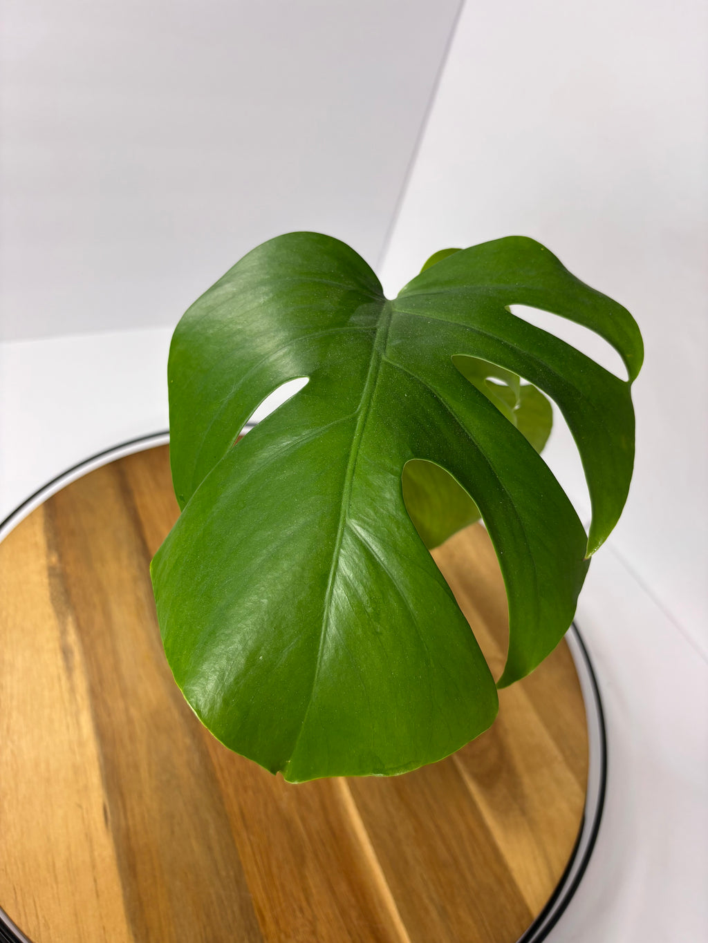 🌿Monstera Deliciosa in Pink Glass🌿