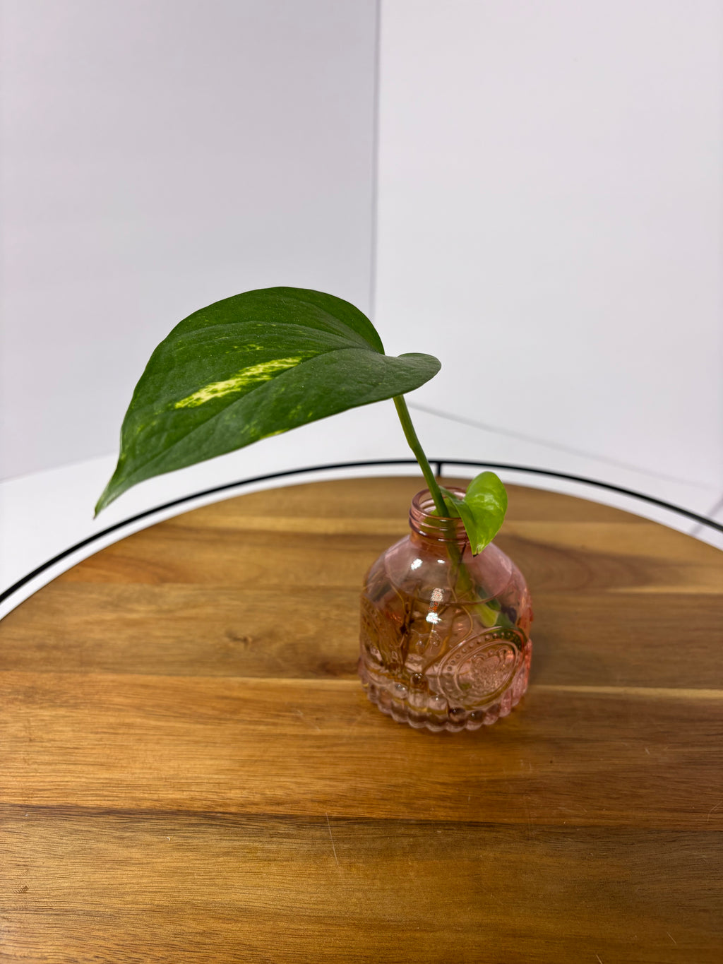 🌿Golden Pothos in Glass (Water-Propogated)🌿