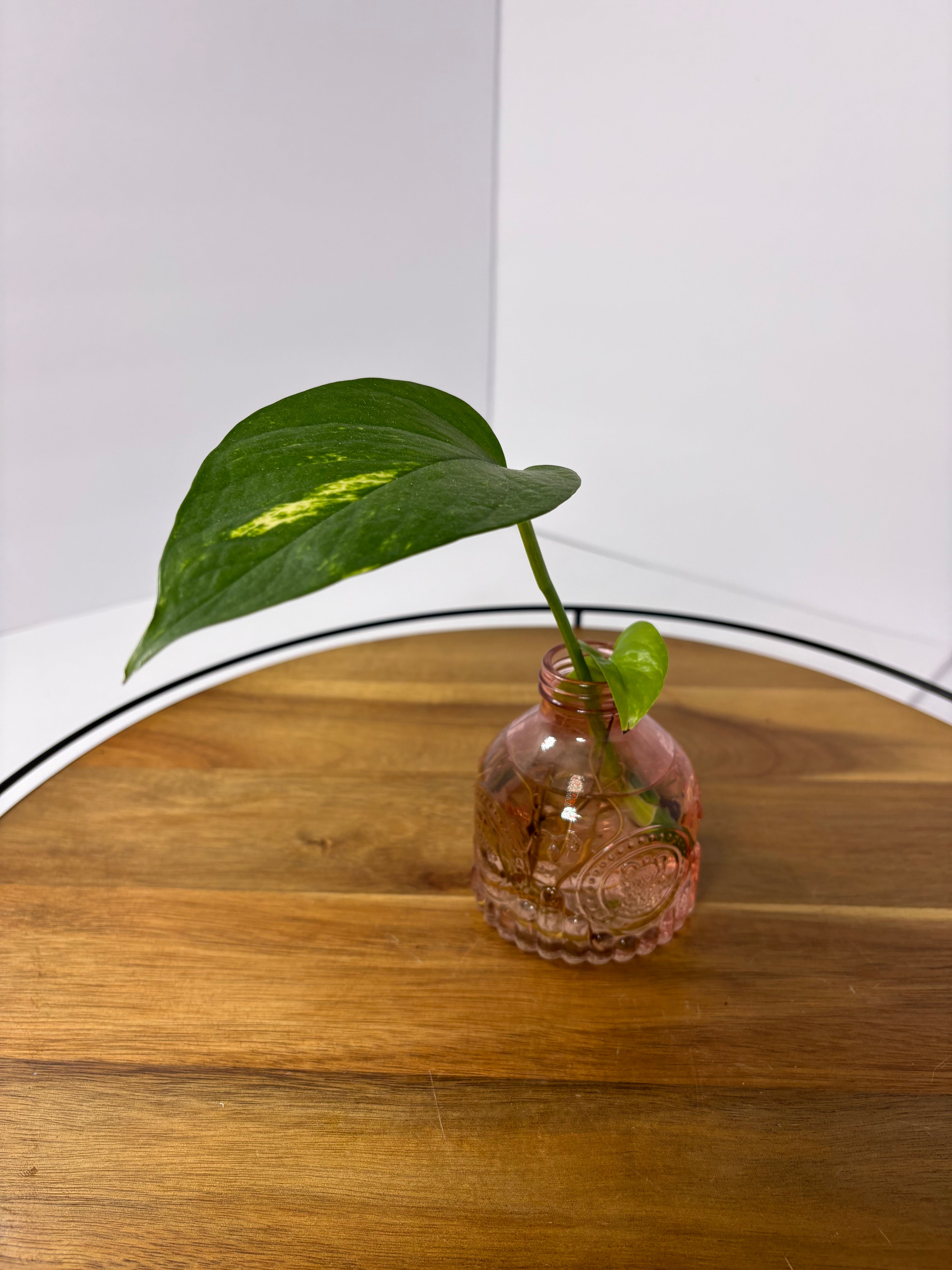🌿Golden Pothos in Glass (Water-Propogated)🌿