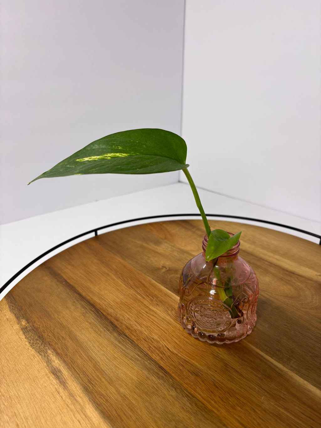 🌿Golden Pothos in Glass (Water-Propogated)🌿