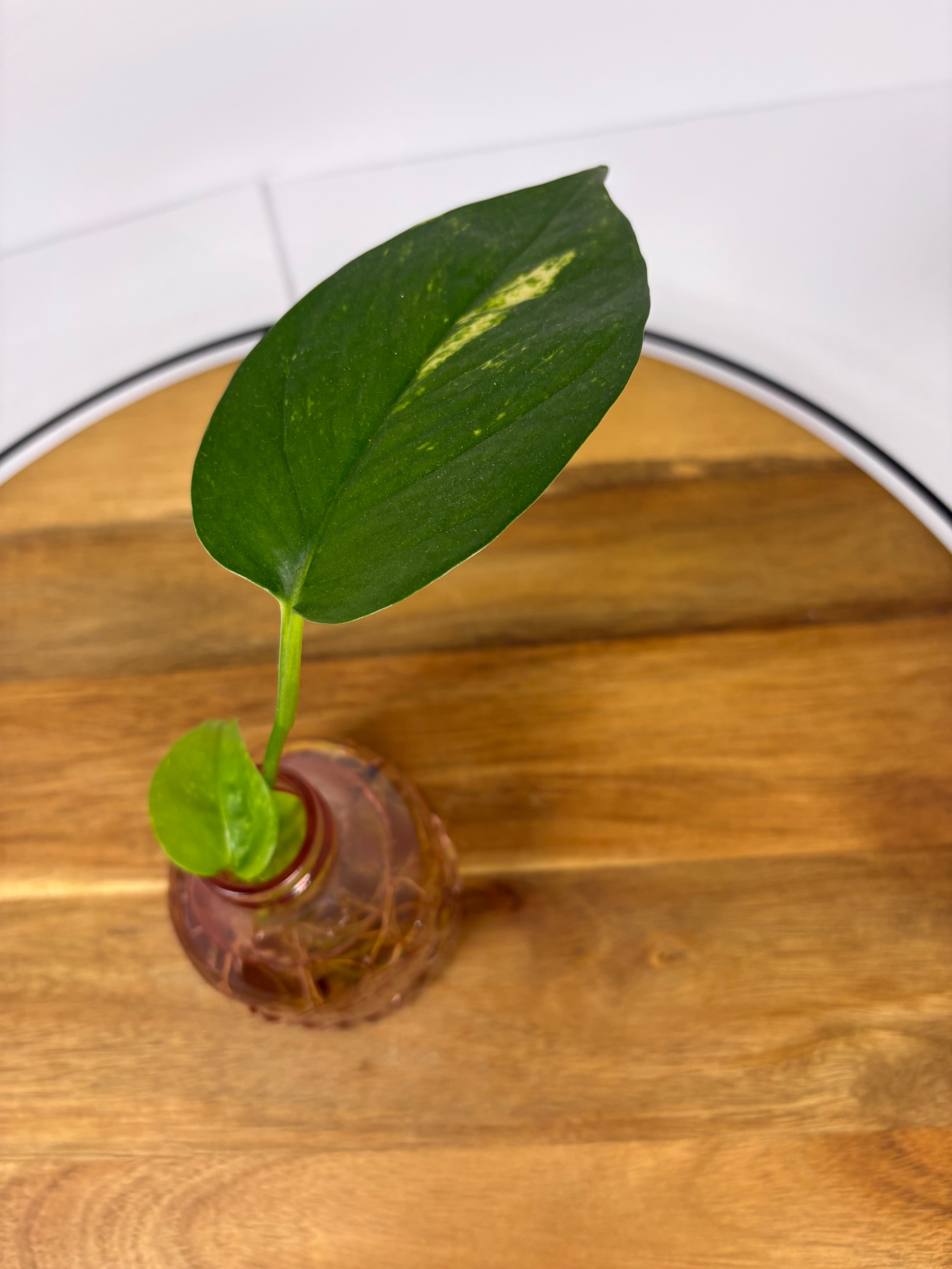 🌿Golden Pothos in Glass (Water-Propogated)🌿