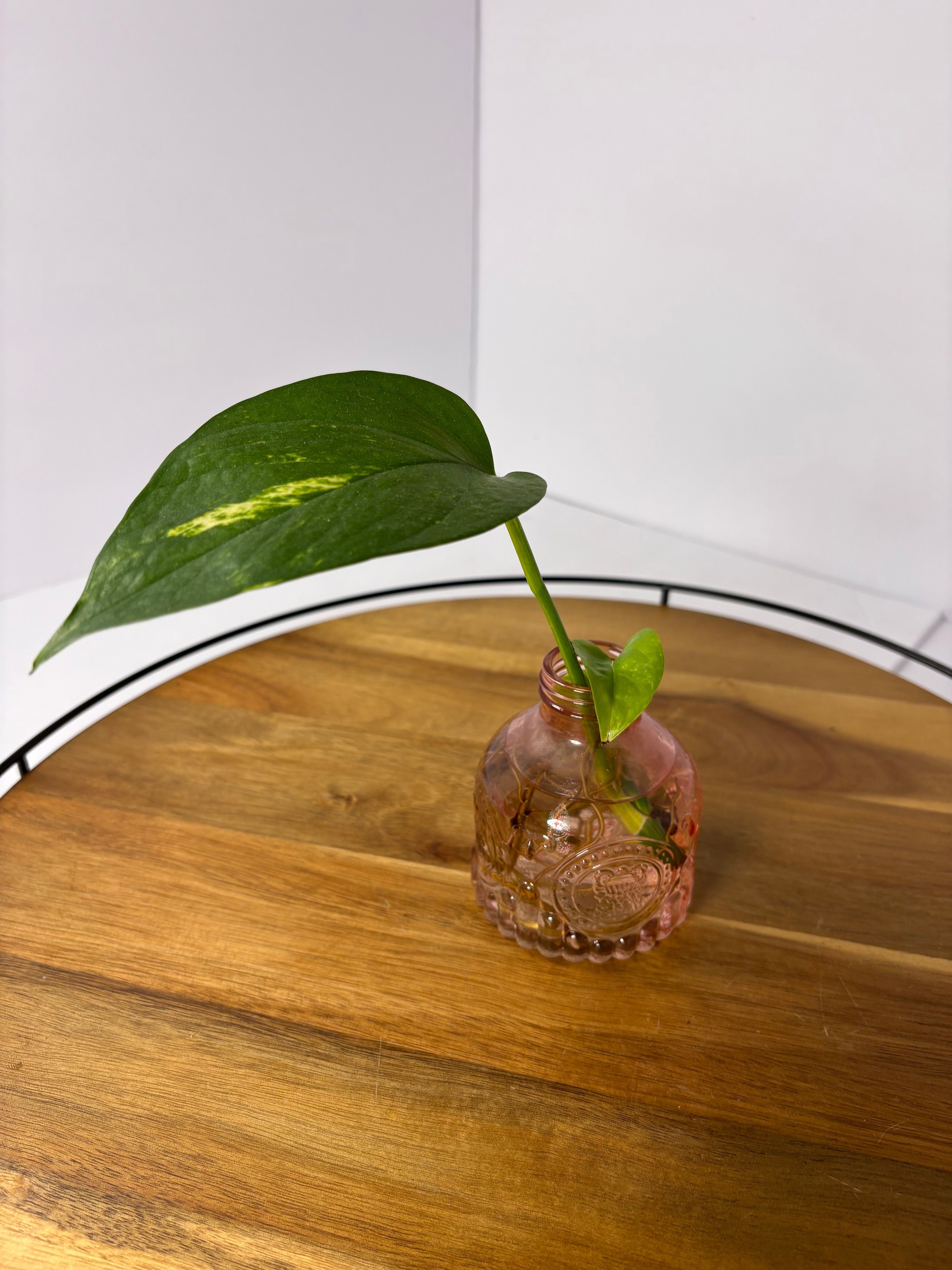 🌿Golden Pothos in Glass (Water-Propogated)🌿