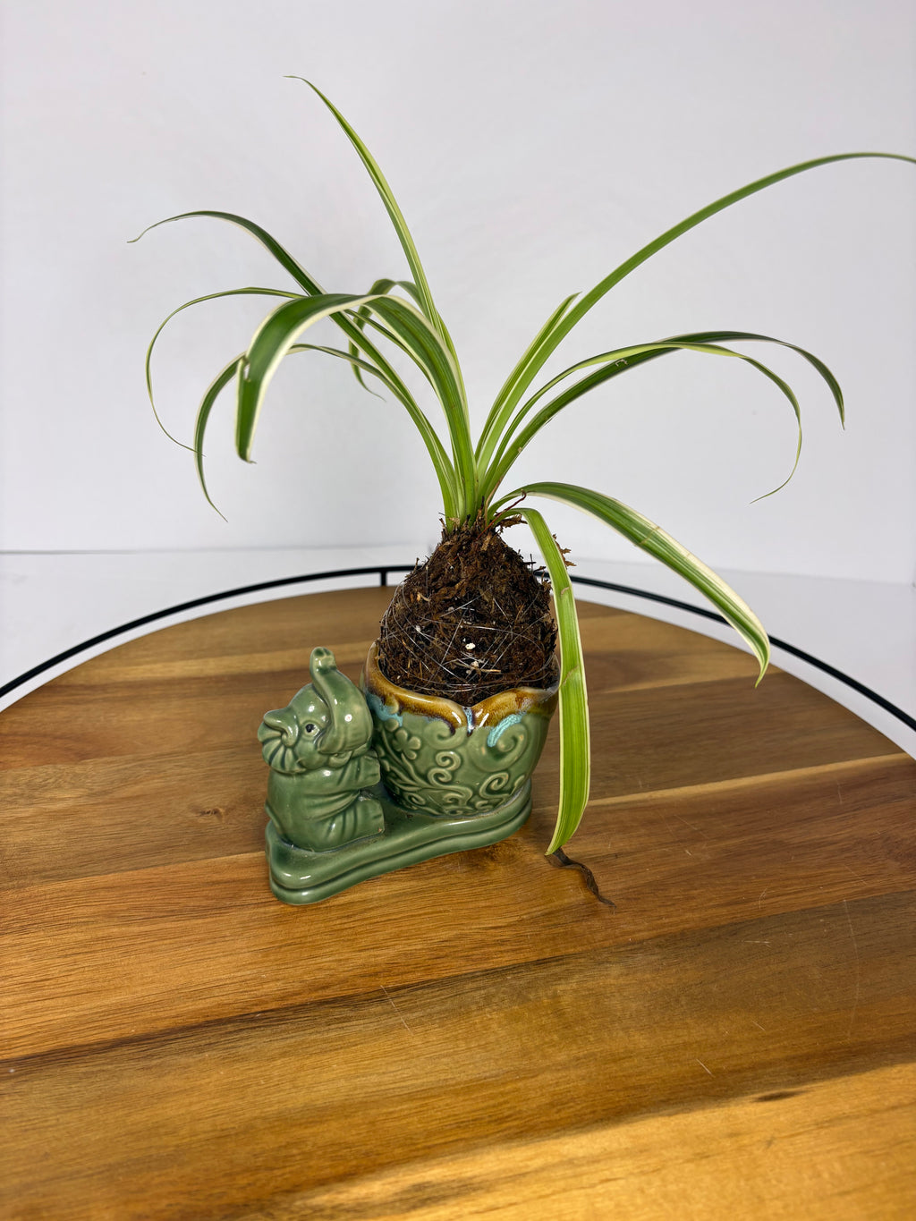 🌿Spider Plant Kokedama in Elephant Ceramic🌿