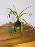 🌿Spider Plant Kokedama in Elephant Ceramic🌿