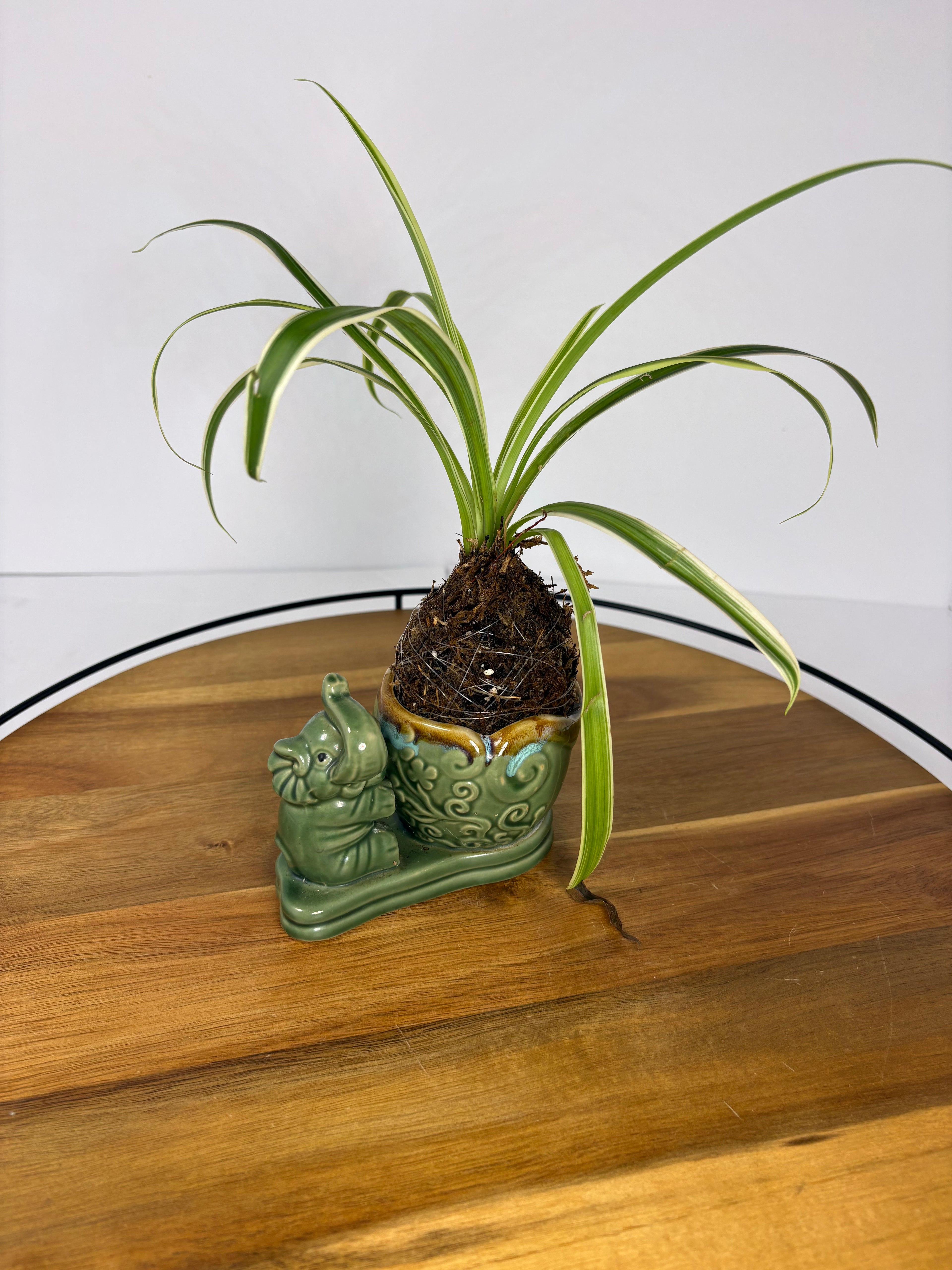 🌿Spider Plant Kokedama in Elephant Ceramic🌿