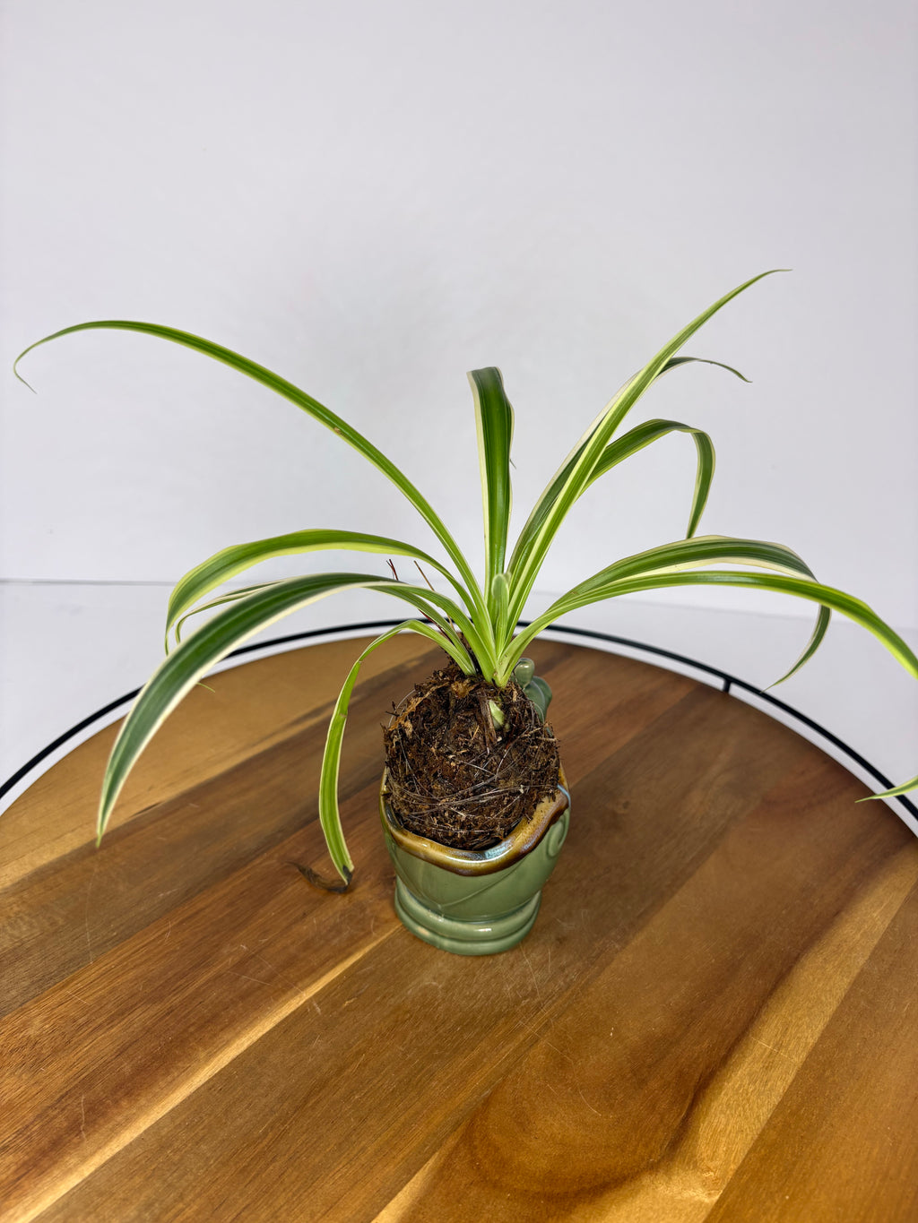🌿Spider Plant Kokedama in Elephant Ceramic🌿