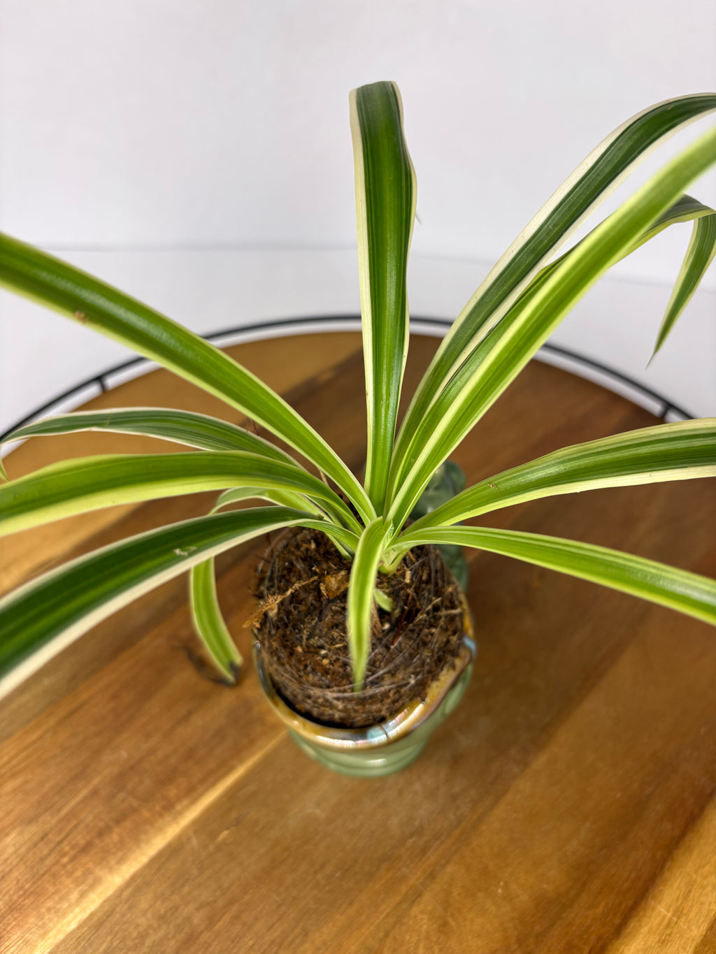 🌿Spider Plant Kokedama in Elephant Ceramic🌿
