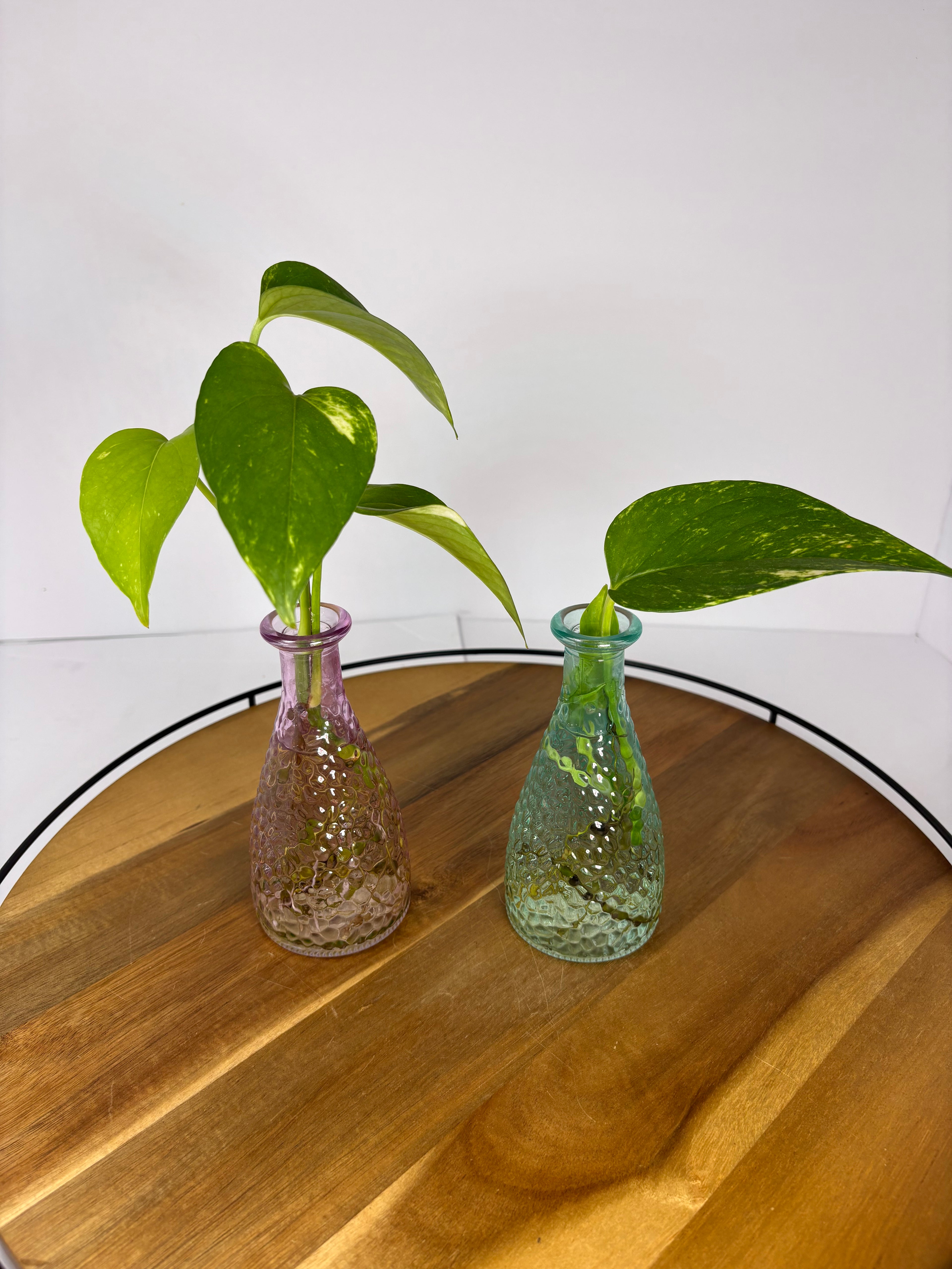 🌿Golden Pothos in Glass (Water-Propogated)🌿