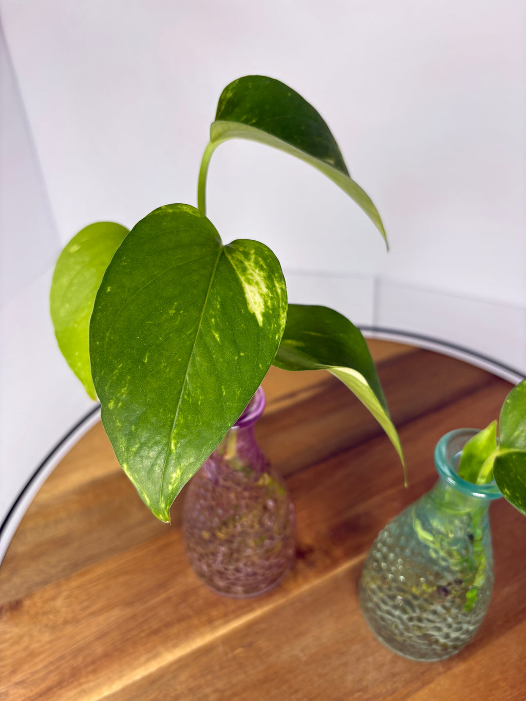 🌿Golden Pothos in Glass (Water-Propogated)🌿