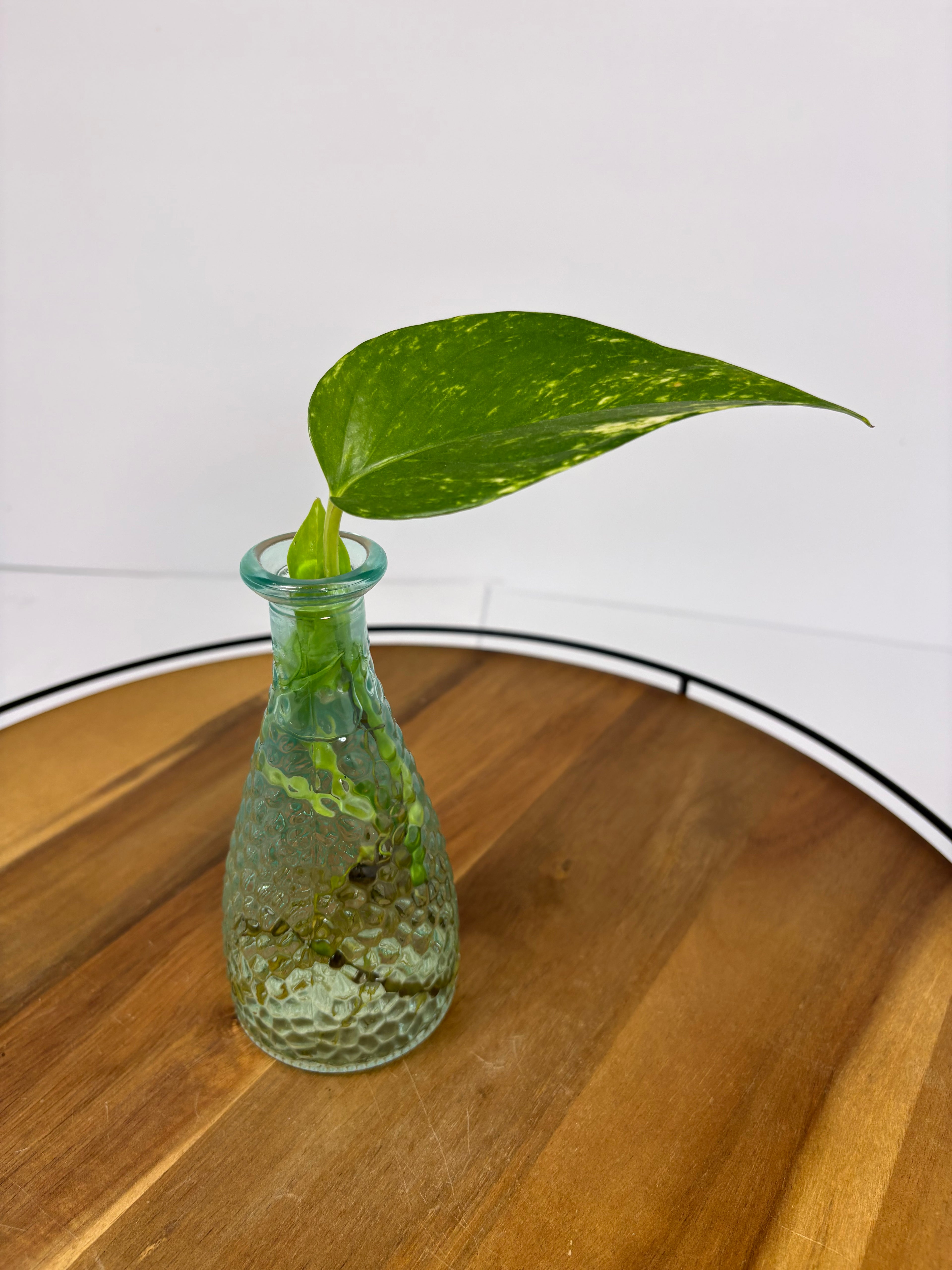 🌿Golden Pothos in Glass (Water-Propogated)🌿