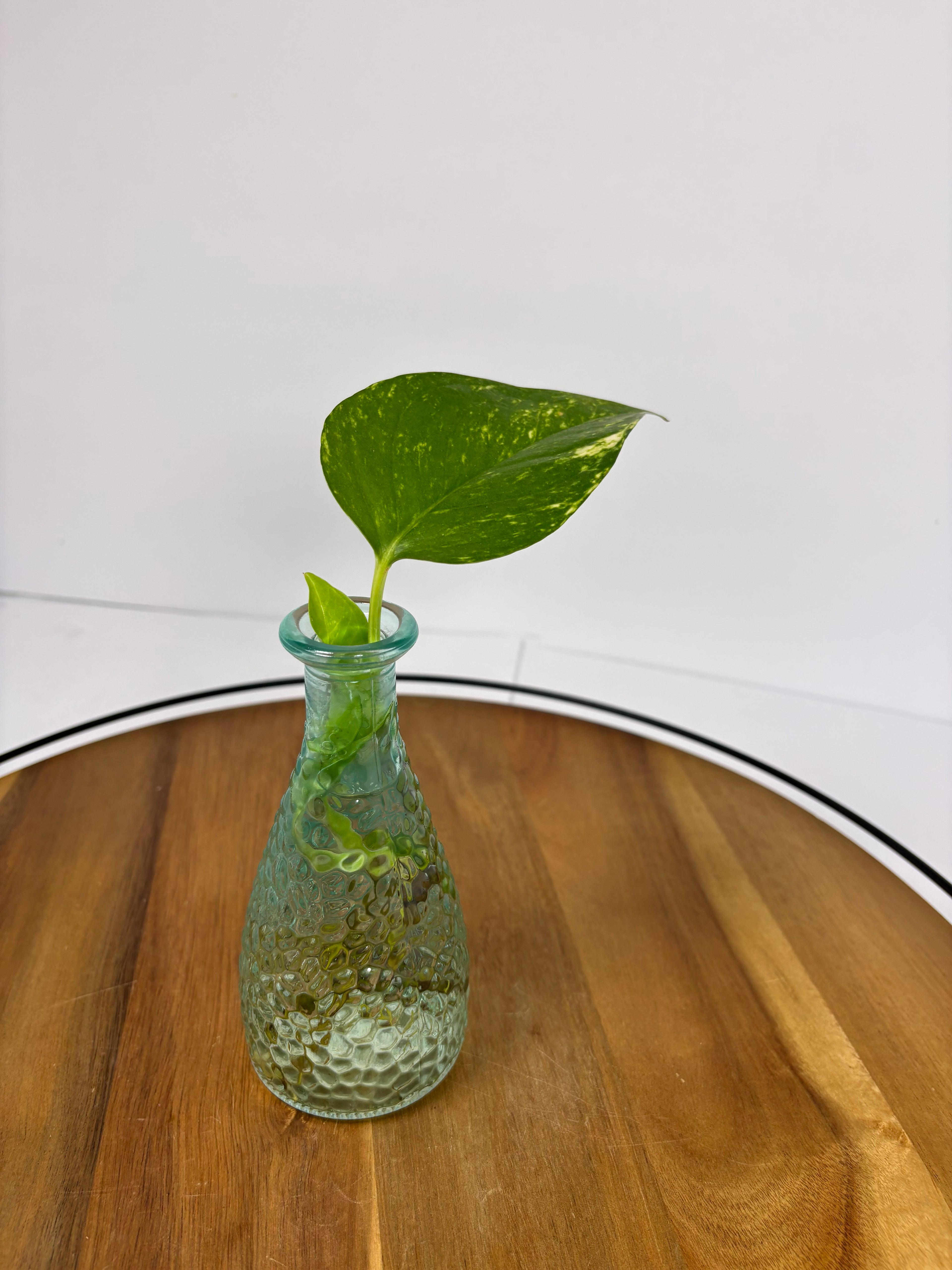 🌿Golden Pothos in Glass (Water-Propogated)🌿
