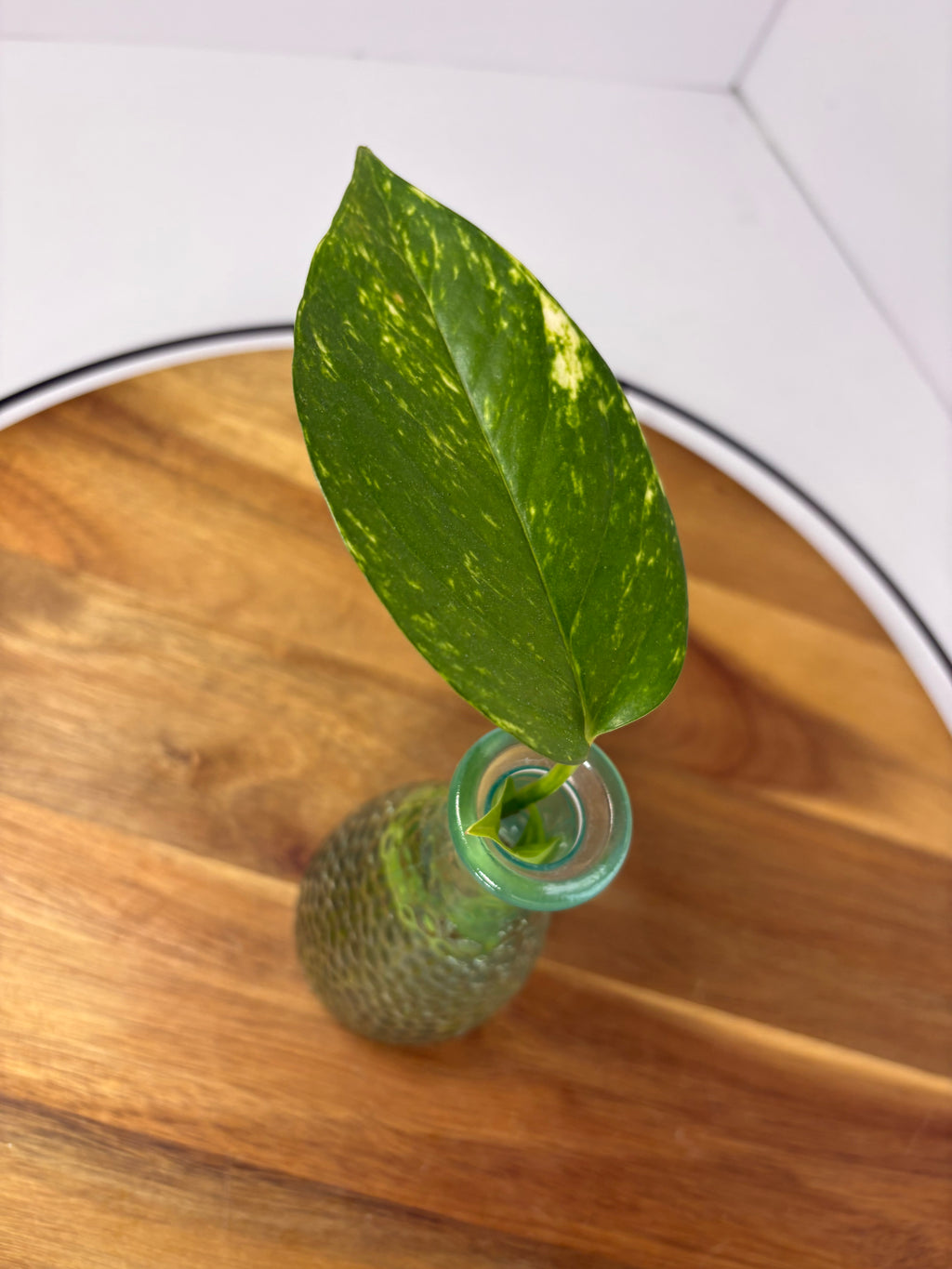 🌿Golden Pothos in Glass (Water-Propogated)🌿