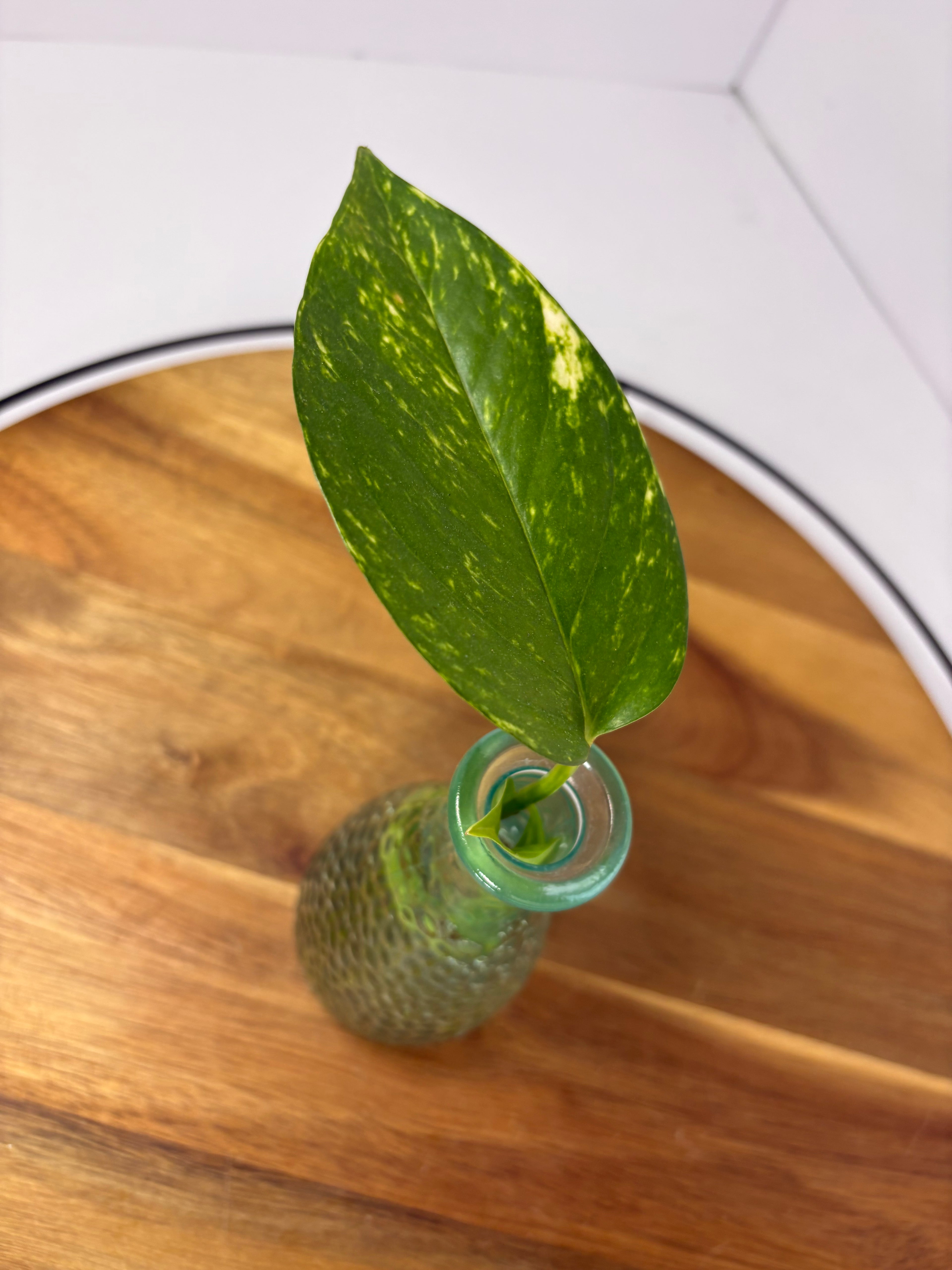 🌿Golden Pothos in Glass (Water-Propogated)🌿