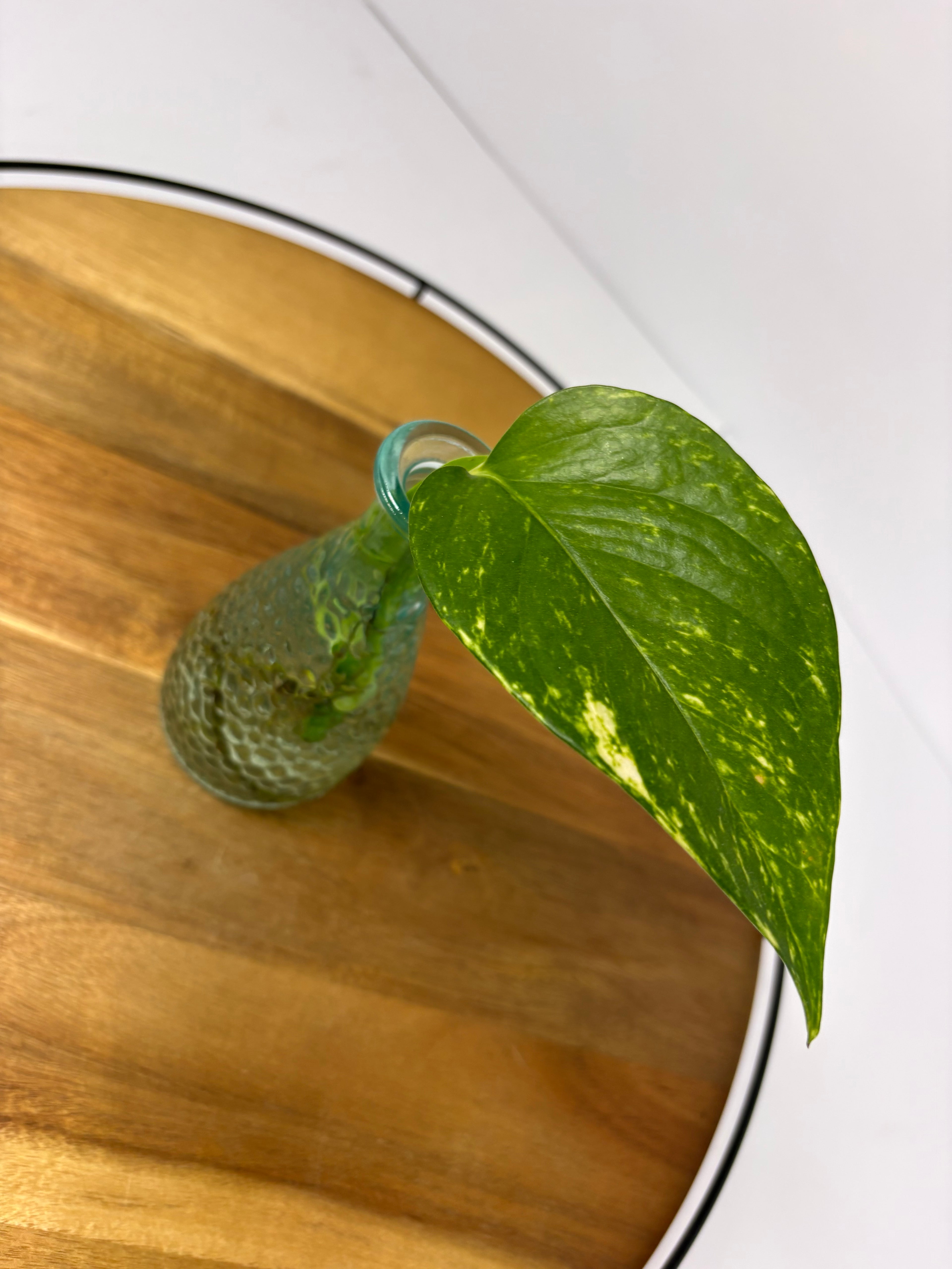 🌿Golden Pothos in Glass (Water-Propogated)🌿