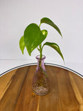 🌿Golden Pothos in Glass (Water-Propogated)🌿