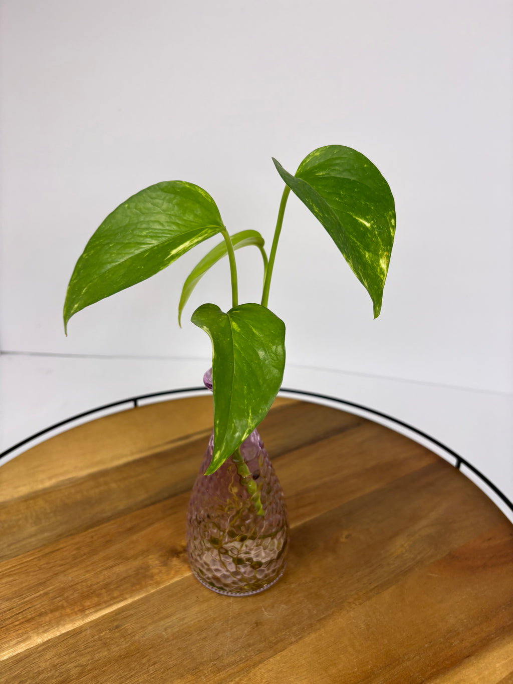 🌿Golden Pothos in Glass (Water-Propogated)🌿