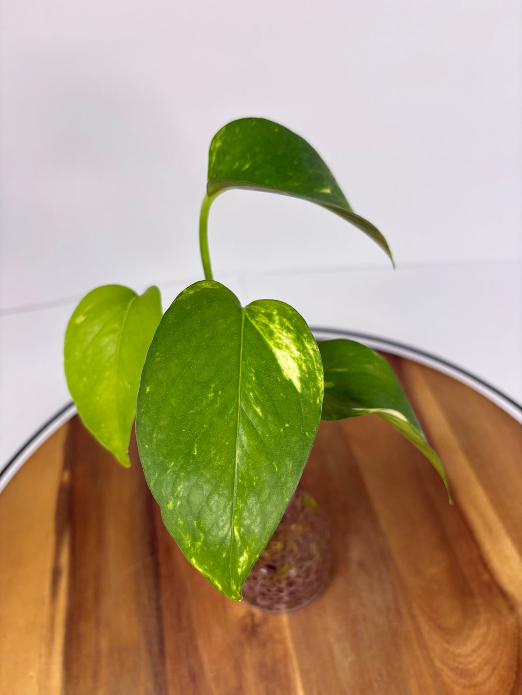 🌿Golden Pothos in Glass (Water-Propogated)🌿