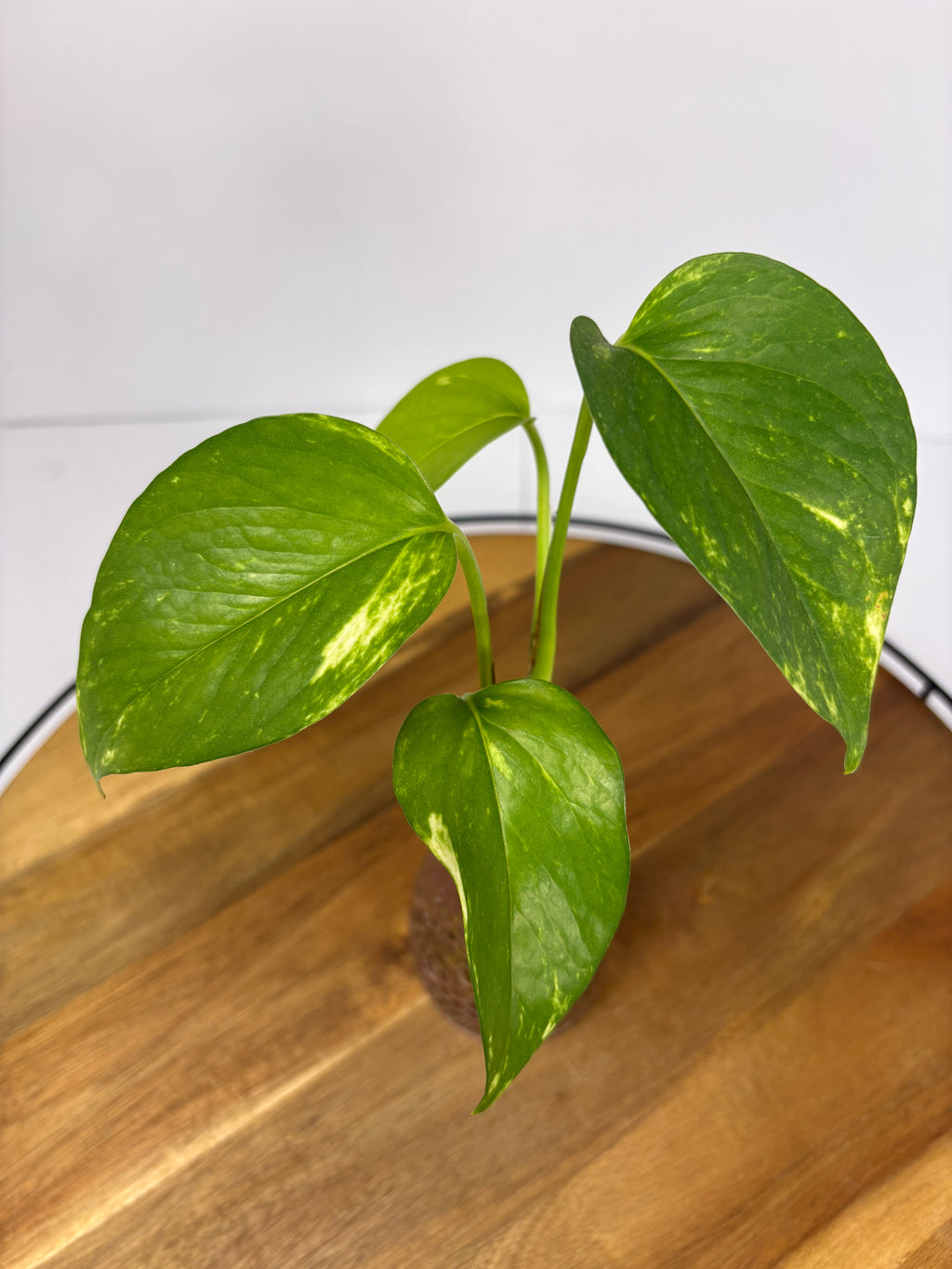 🌿Golden Pothos in Glass (Water-Propogated)🌿