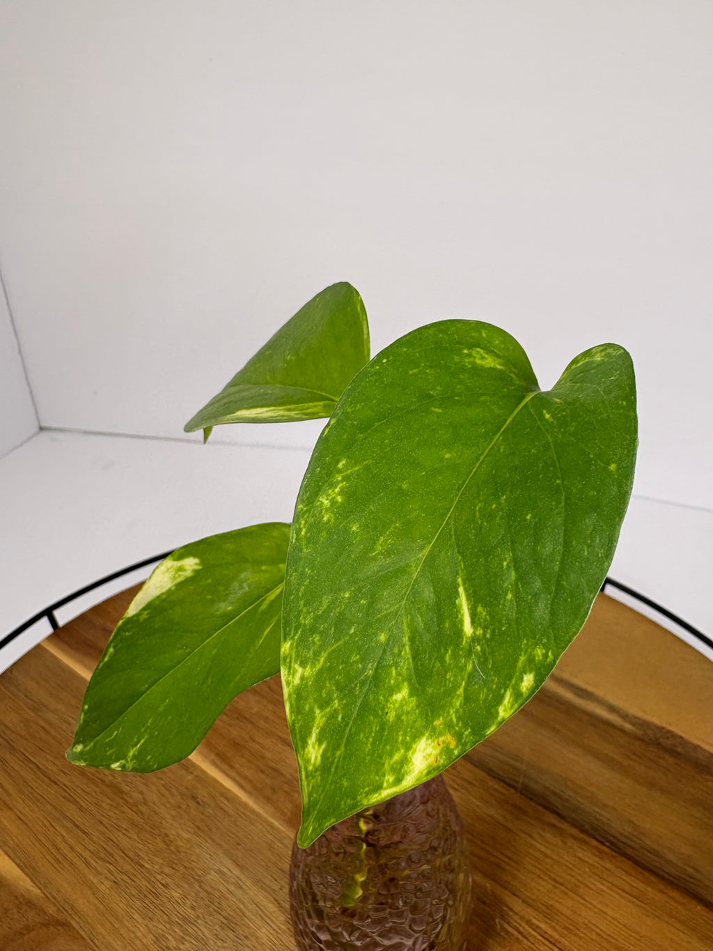 🌿Golden Pothos in Glass (Water-Propogated)🌿