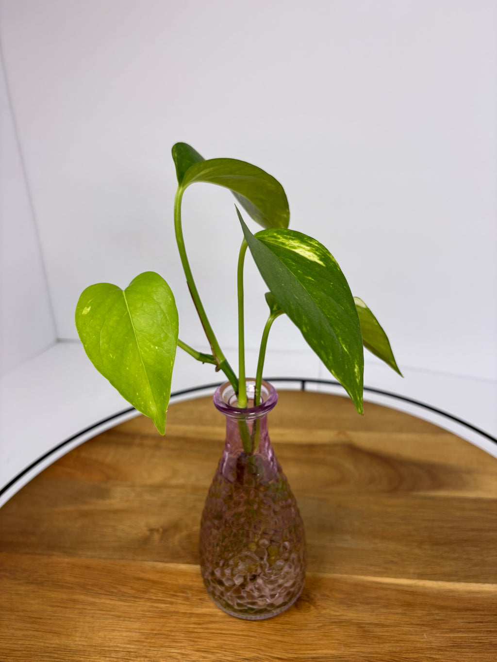 🌿Golden Pothos in Glass (Water-Propogated)🌿
