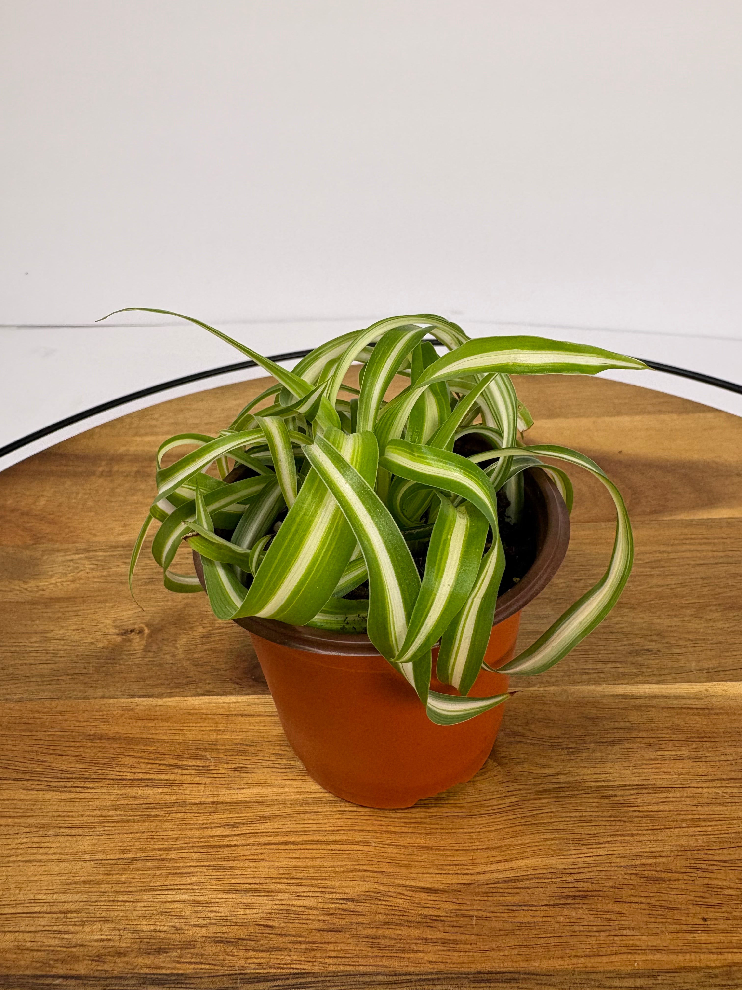 🌿Tiny Spider Plant🌿